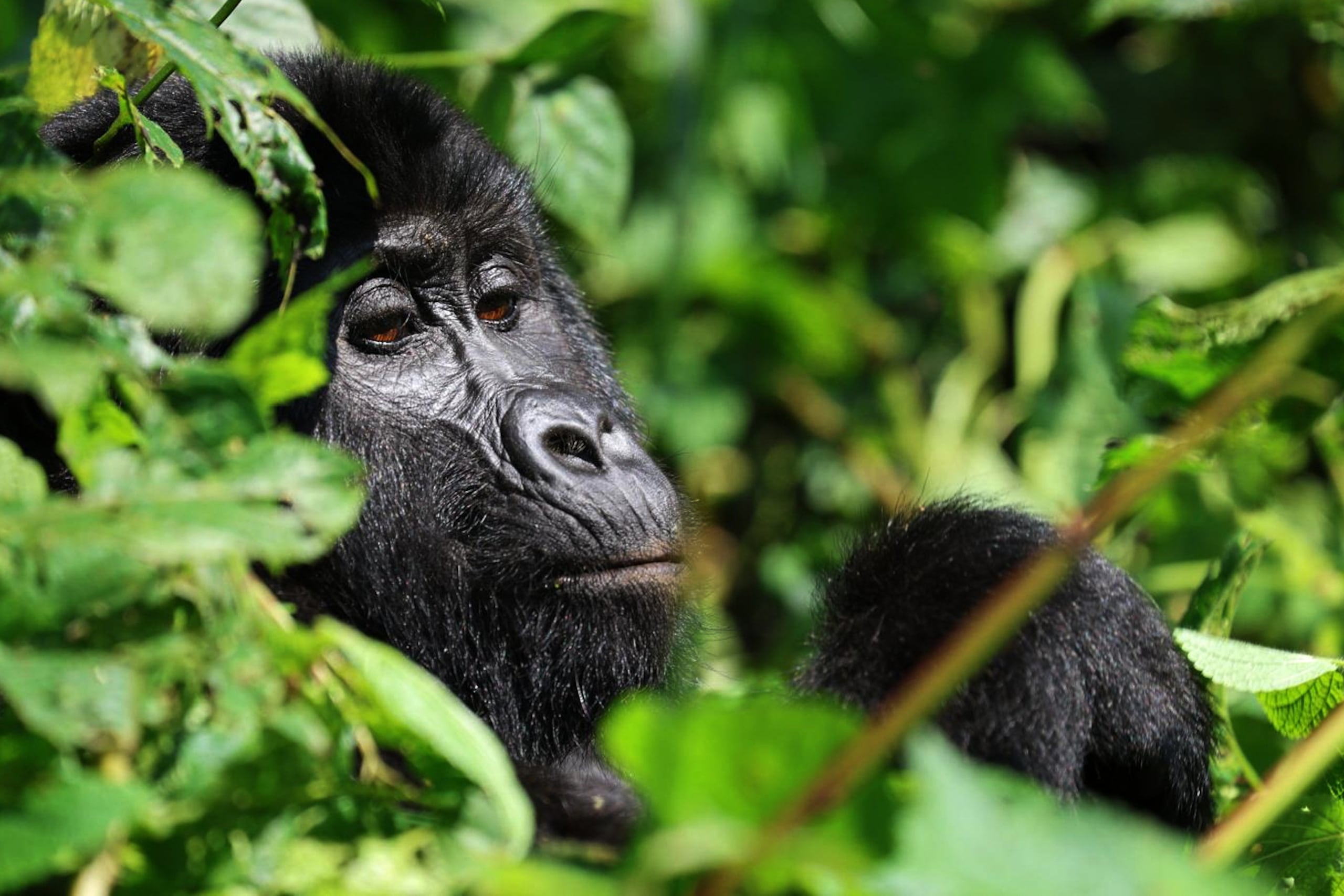 Un gorila de montaña come hojas en el bosque del Parque Nacional de Bwindi, en el suroeste de Uganda, el miércoles 17 de septiembre de 2025. (AP Foto/Onen Patrick)