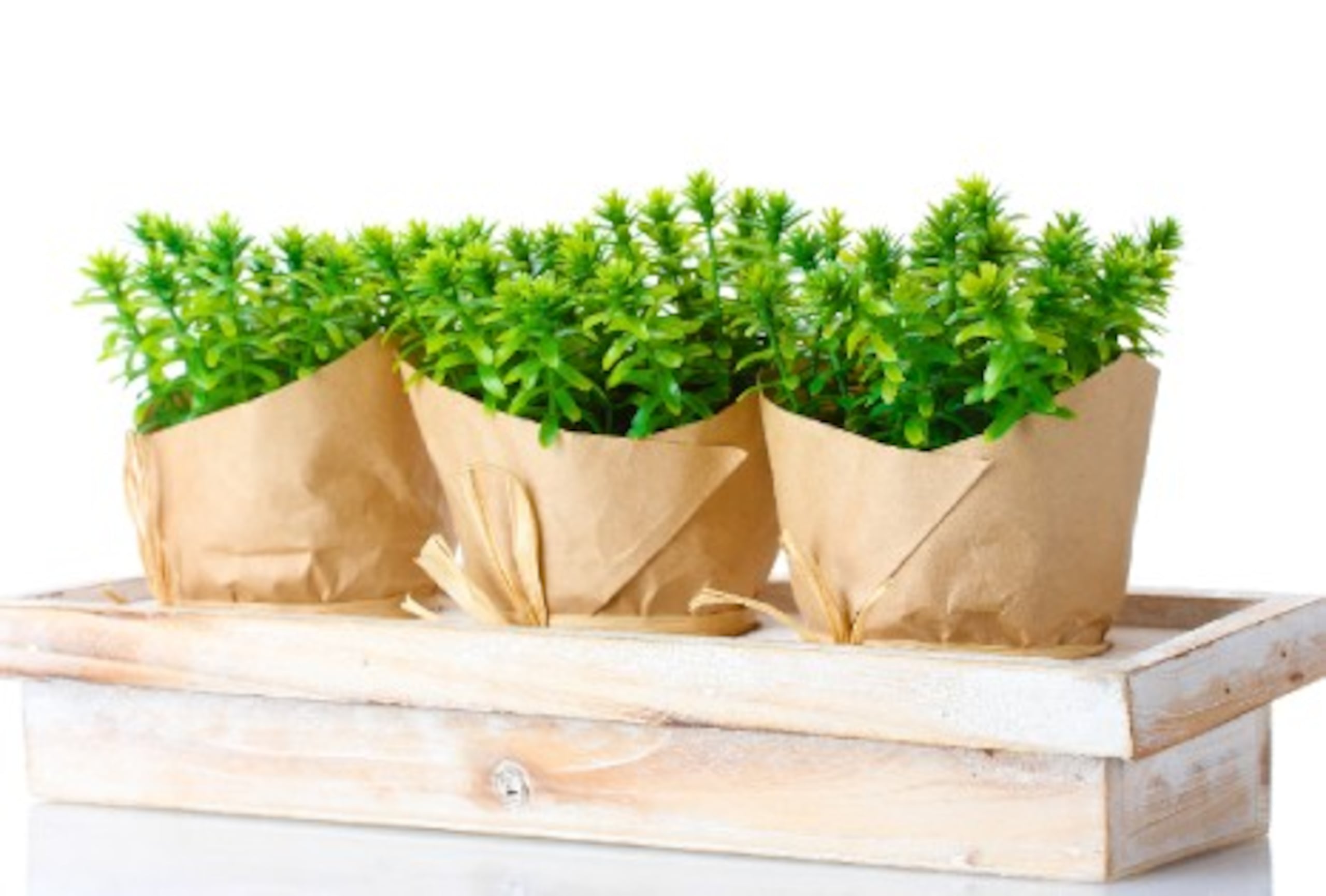 Las mejores plantas para tener en el hogar dependen del espacio que se tenga.  En un apartamento reducido, no pueden faltar la menta, el romero o tomillo.