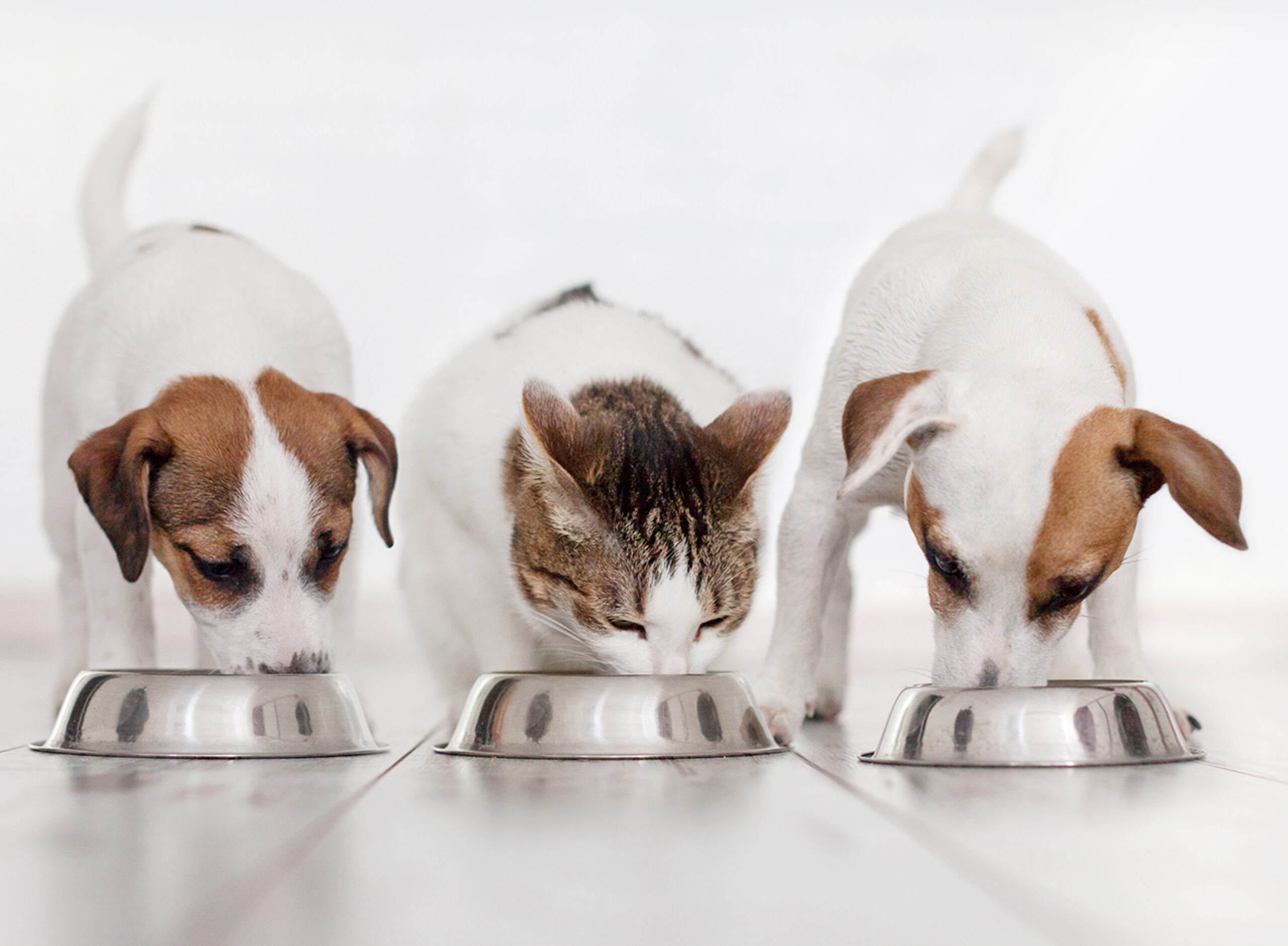 La Funcionaria añadió que en nuestro Código Civil se establece que las mascotas que son parte de la vida diaria en comunidad, por lo que su alimento es considerado uno de los productos primarios en la mayoría de los hogares.