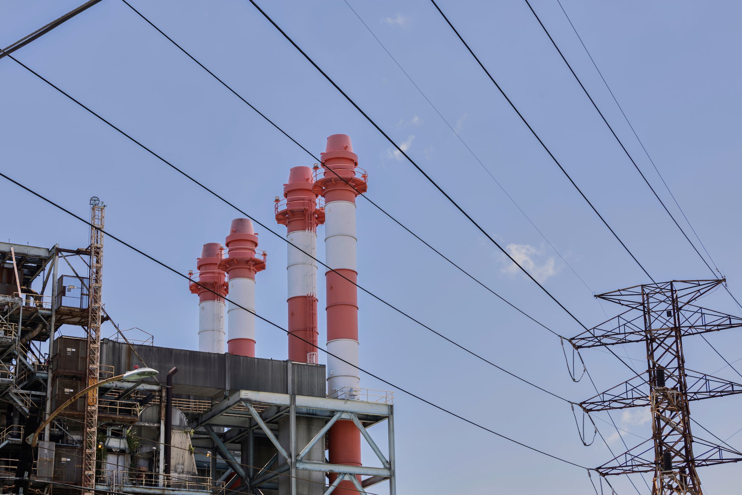 Palo Seco es una de las plantas que podría afectarse por el sargazo.