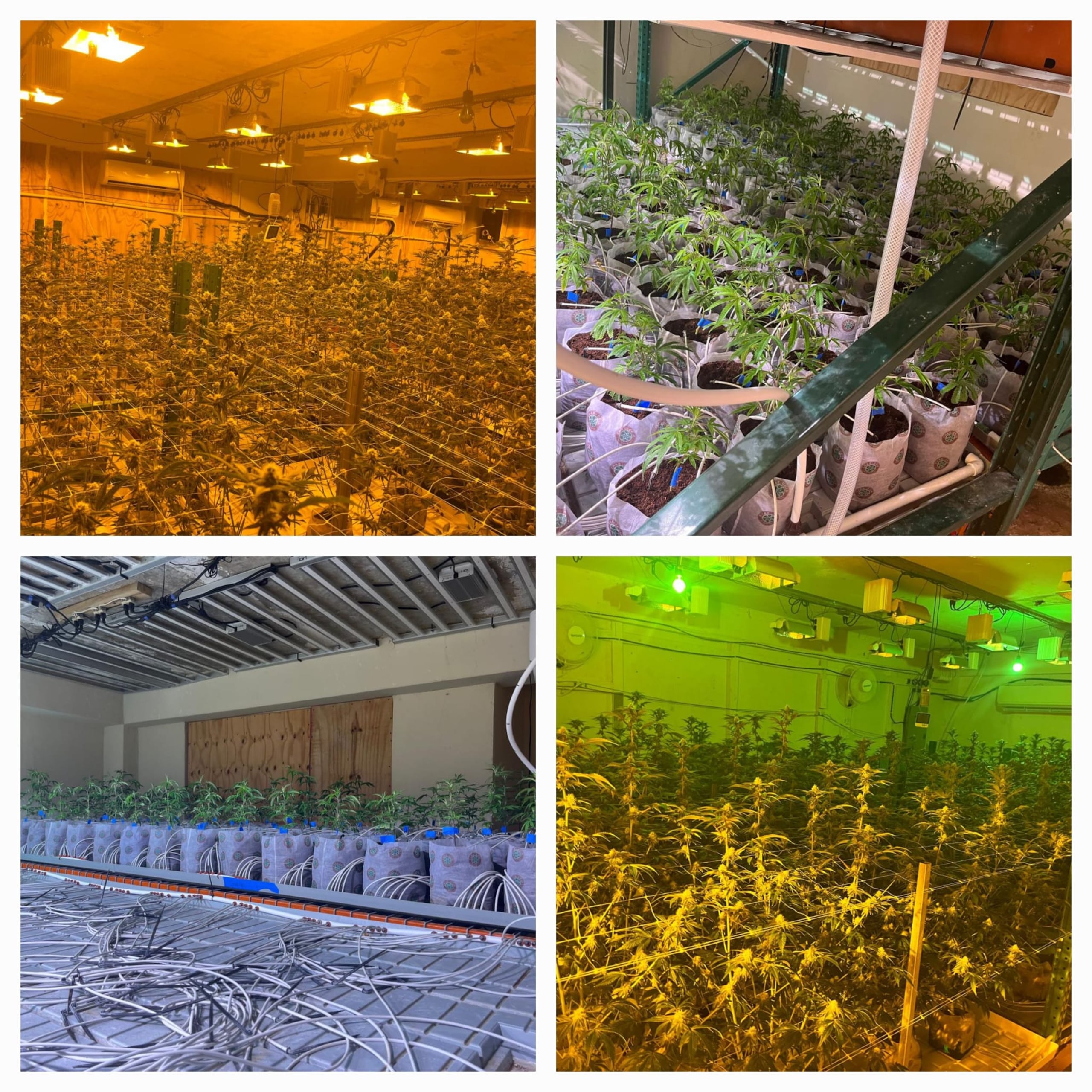Policías ocuparon sobre 650 plantas de marihuana en una residencia del barrio Dulce en Caimito.