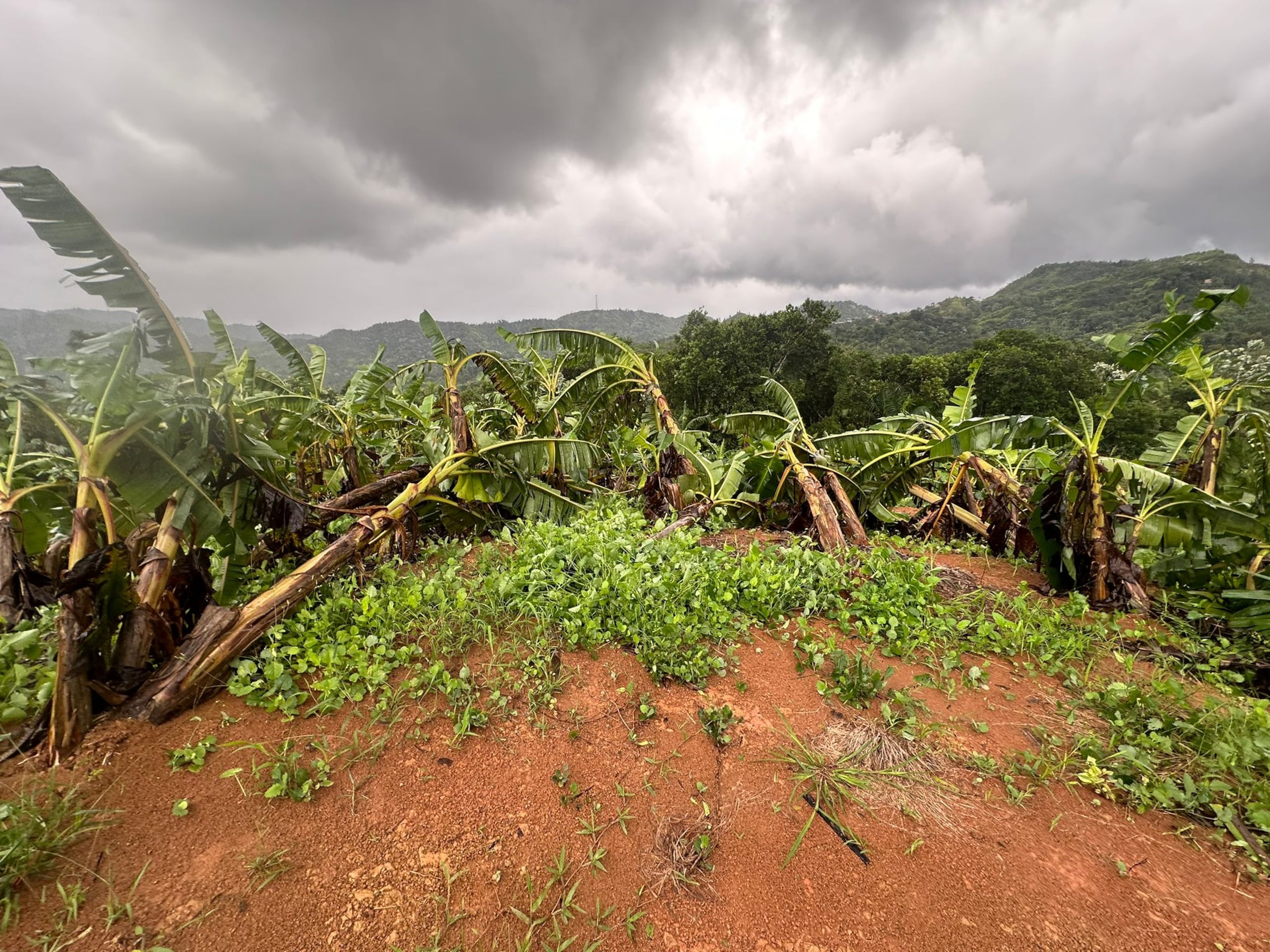 El agrónomo Miguel Antonio Berdiel muestra fotos de su finca afectada tras el paso de la tormenta tropical Ernesto.