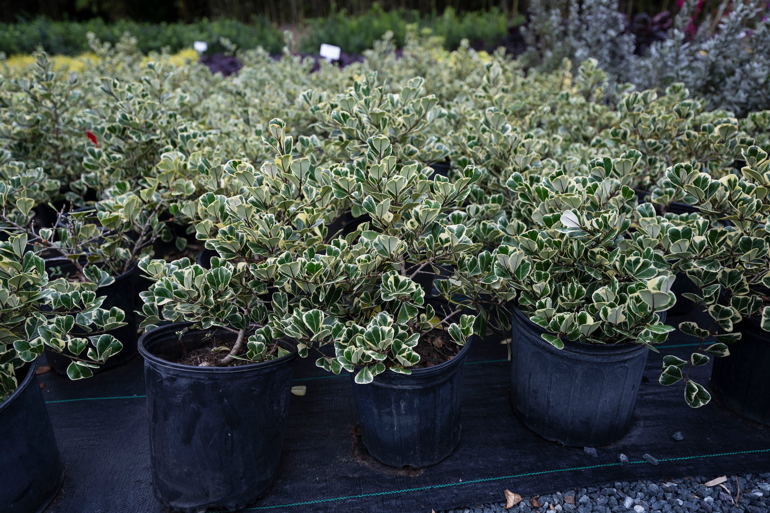 Ficus Triangularis
