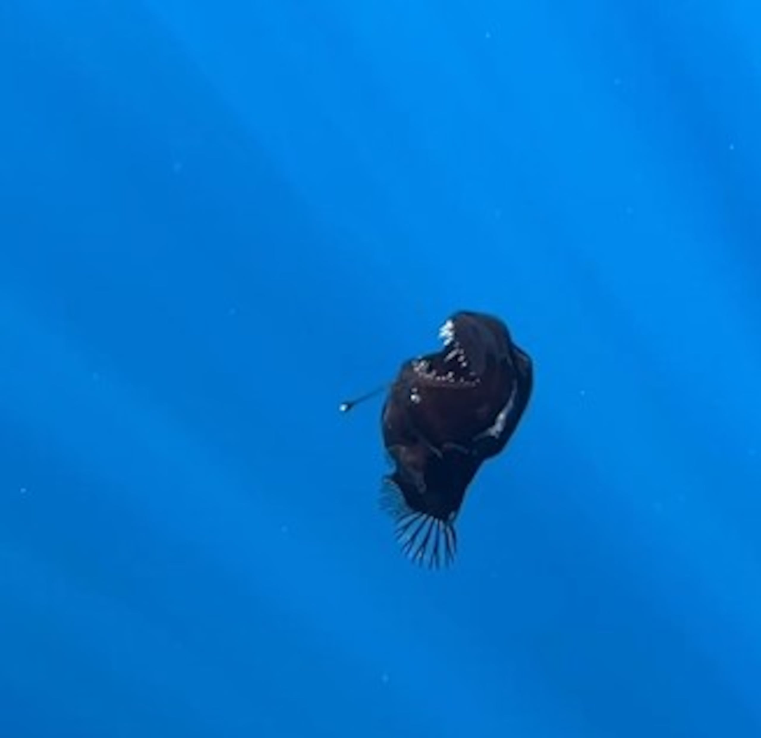 El "Diablo Negro" es conocido por vivir en las profundidades y utilizar la bioluminiscencia que produce su apéndice dorsal, como un cebo para atraer a sus presas.