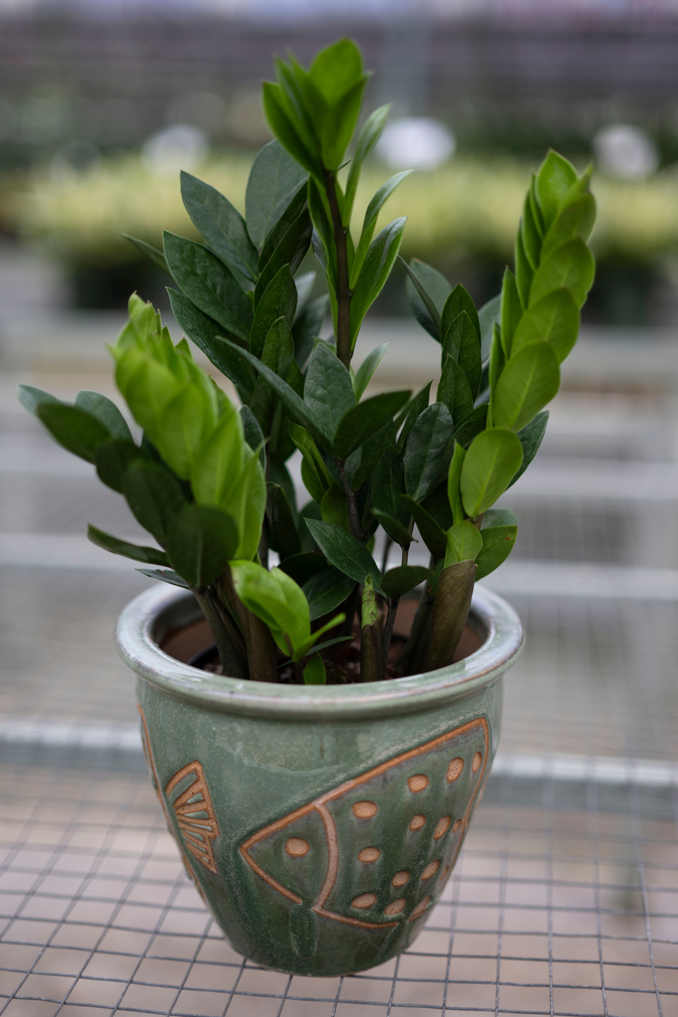 La zamioculca zamiifolia es una planta que almacena agua.