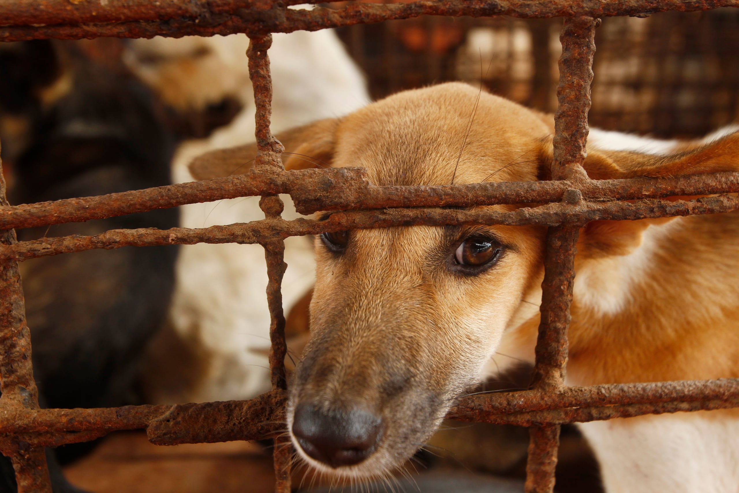 La Ley, aprobada en el 2024, prohíbe la cría, el sacrificio, la distribución y la venta de carne de perro para consumo humano.