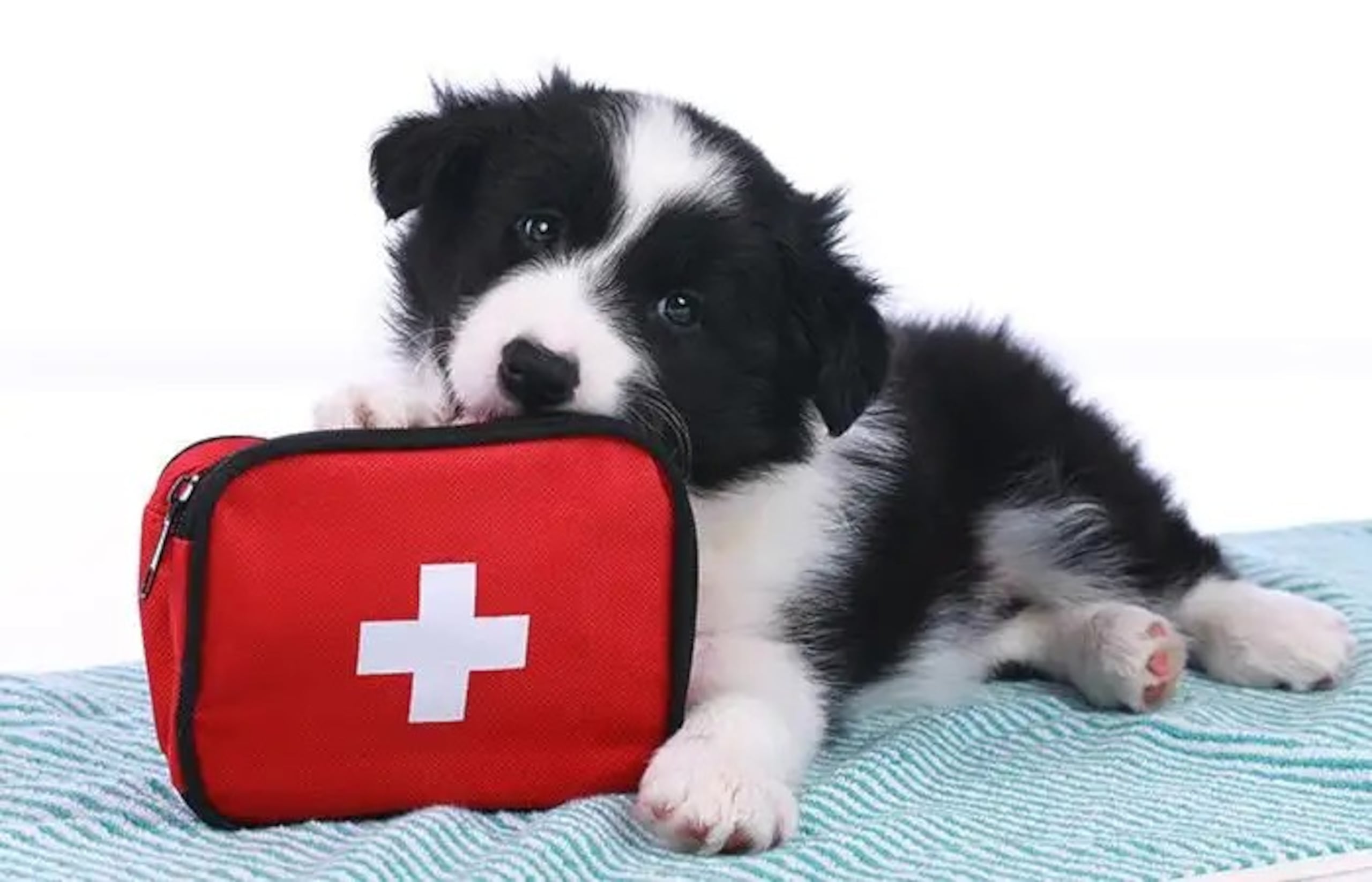 Las mascotas, al igual que las personas, deben tener un “kit de emergencia” listo y accesible en todo momento, en especial durante la temporada de huracanes.