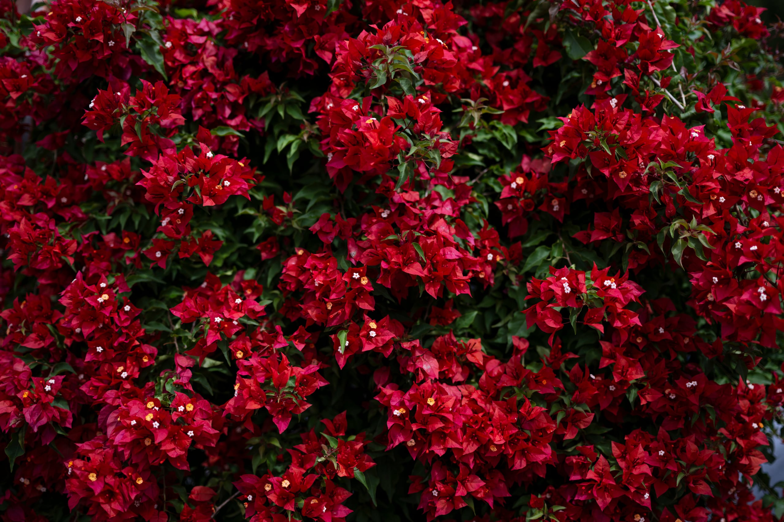 Trinitarias