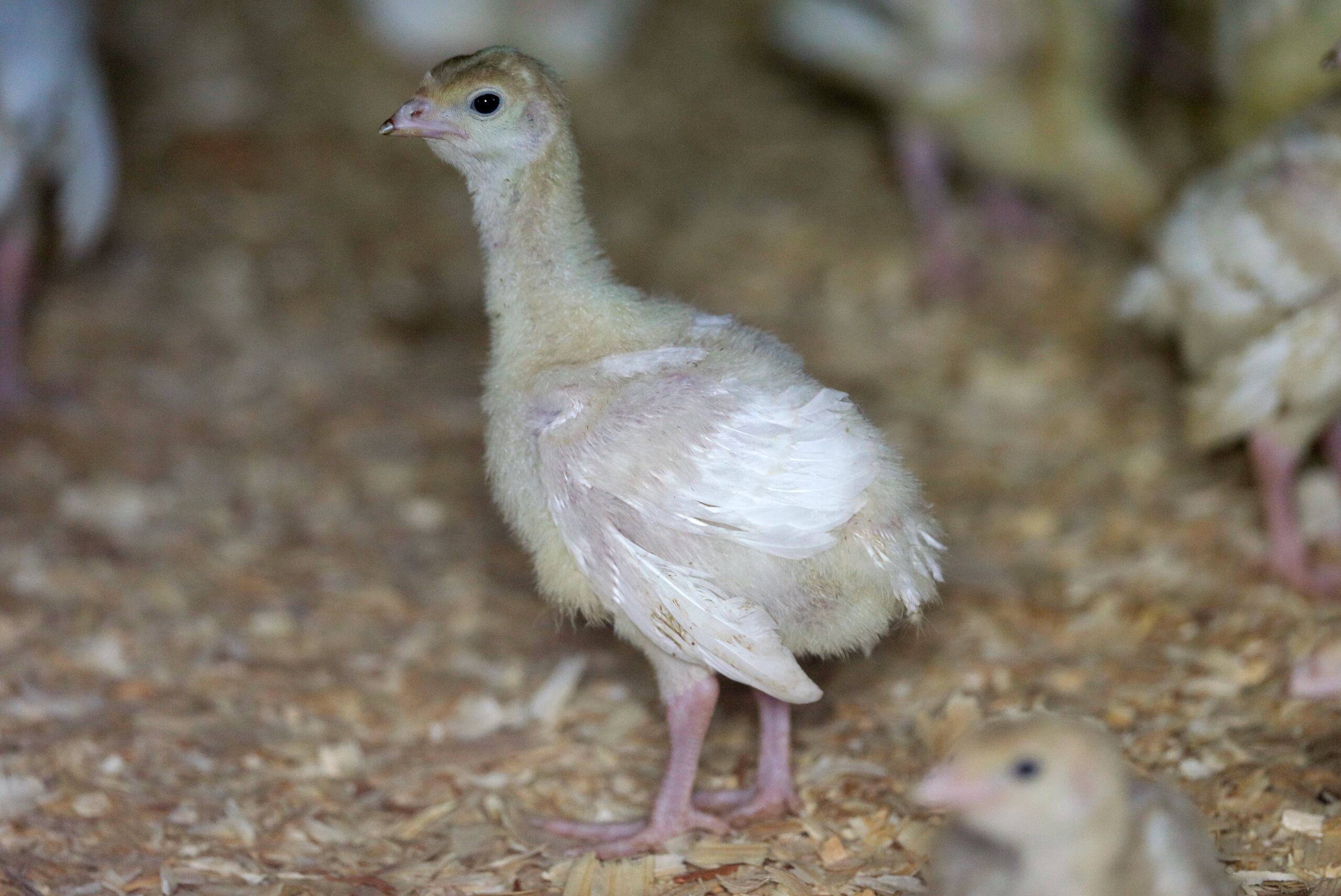 Un pavo en un corral, en una granja de pavos cerca de Manson, Iowa. (AP Foto/Charlie Neibergall, Archivo)