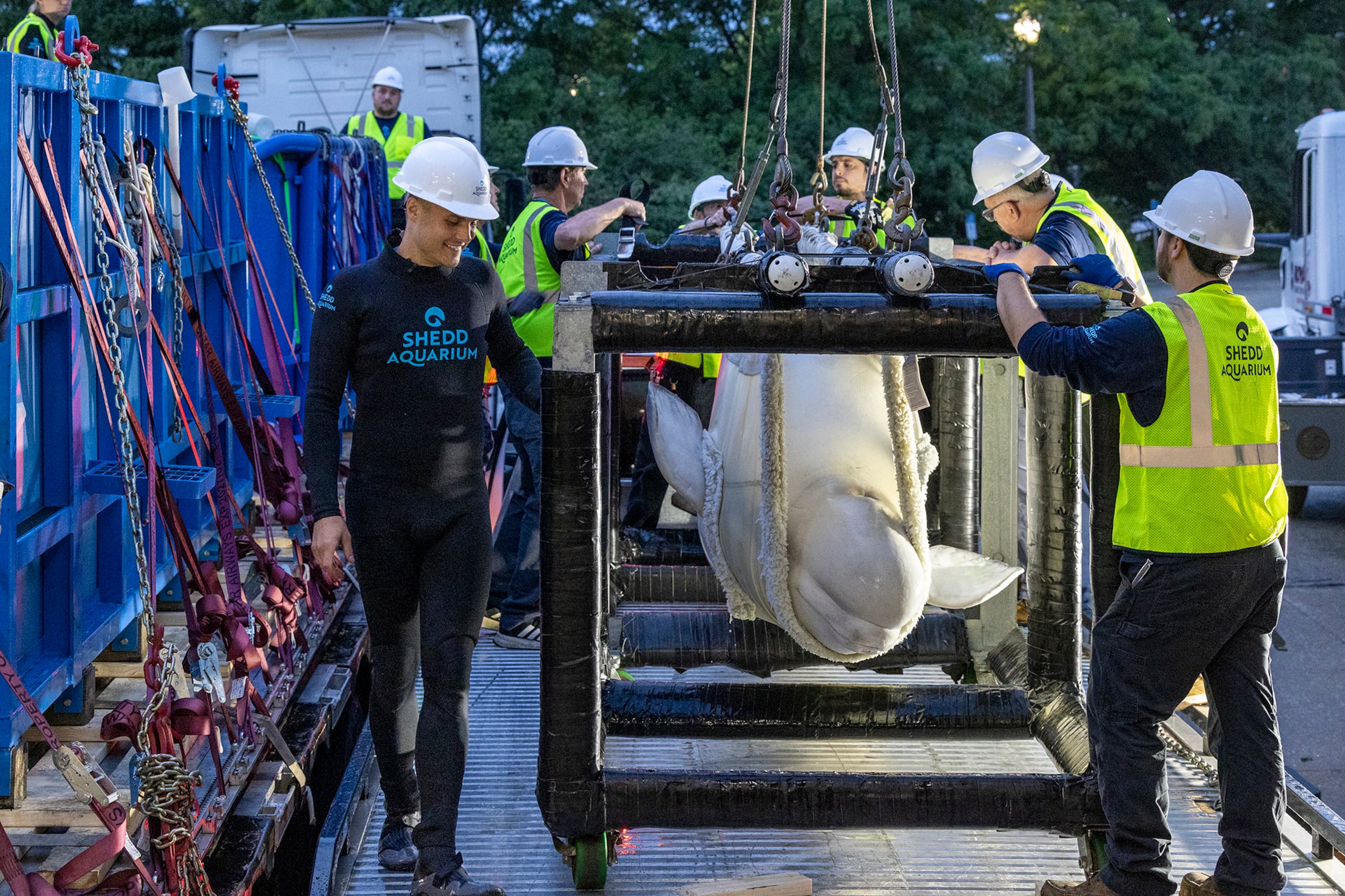 Fotografía cedida que muestra a operarios llevando a una ballena beluga, una de las seis primeras que serán transportadas a acuarios de Estados Unidos, este 21 de julio de 2026, en el Acuario de Chicago, Illinois (Estados Unidos). EFE/ Heidi Zeiger/ Shedd Aquarium