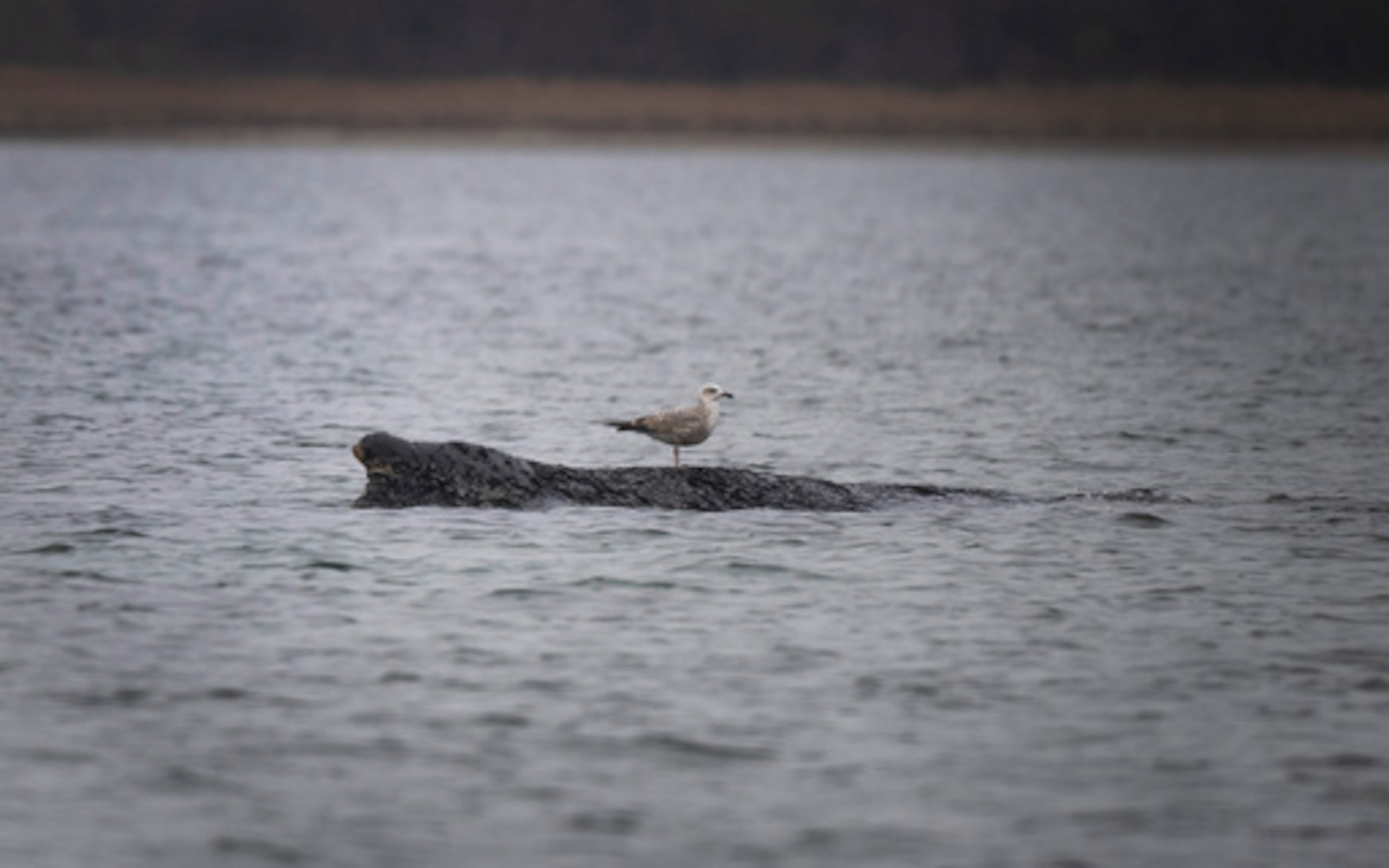 Una ballena yace sobre un banco de arena en la bahía de Wismar, Alemania, el sábado 28 de marzo de 2026. (Philip Dulian/dpa vía AP)