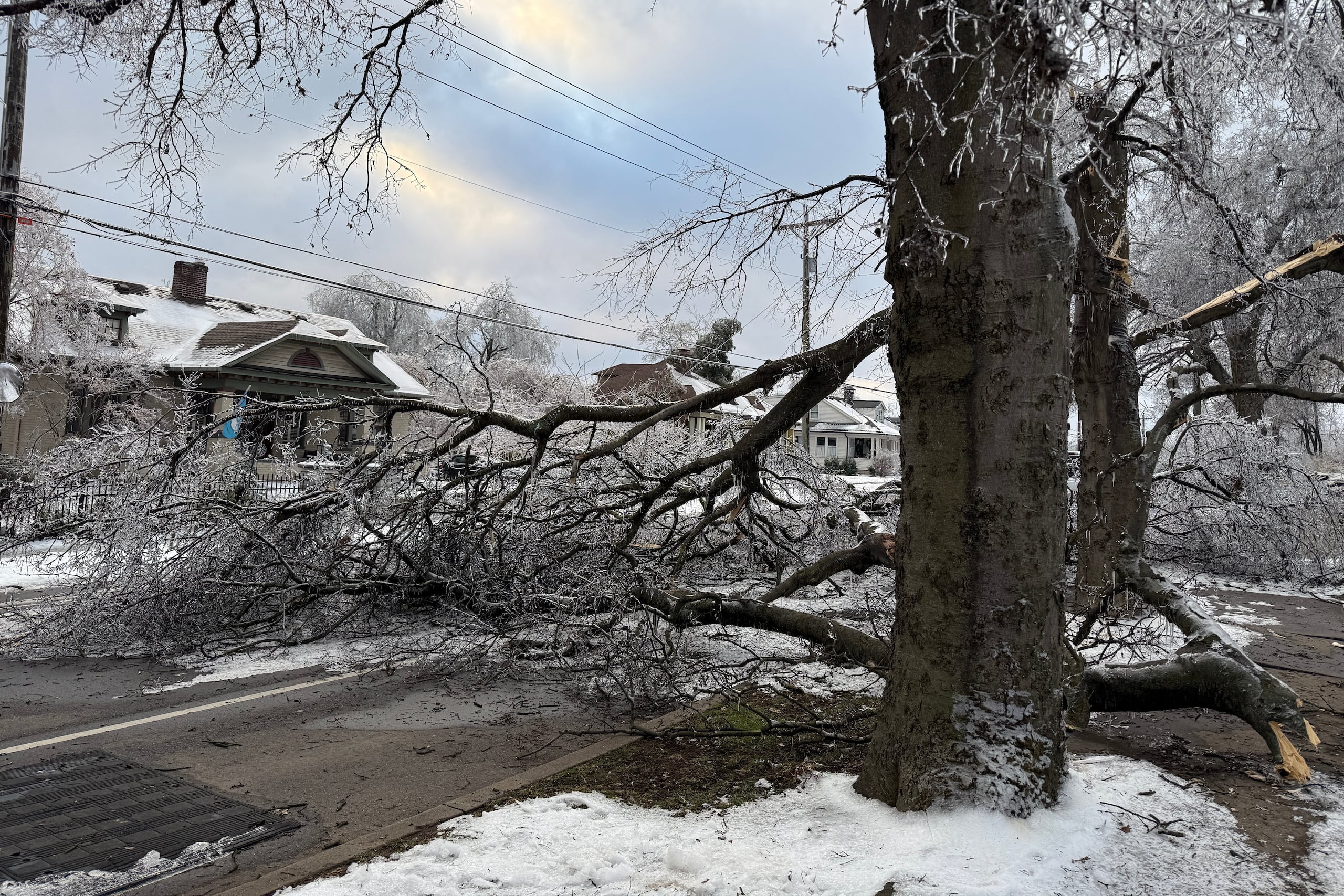 Un árbol bloquea un camino días después del paso de una tormenta de hielo en Nashville, Tennessee, el martes 27 de enero de 2026. (AP Foto/Travis Loller)