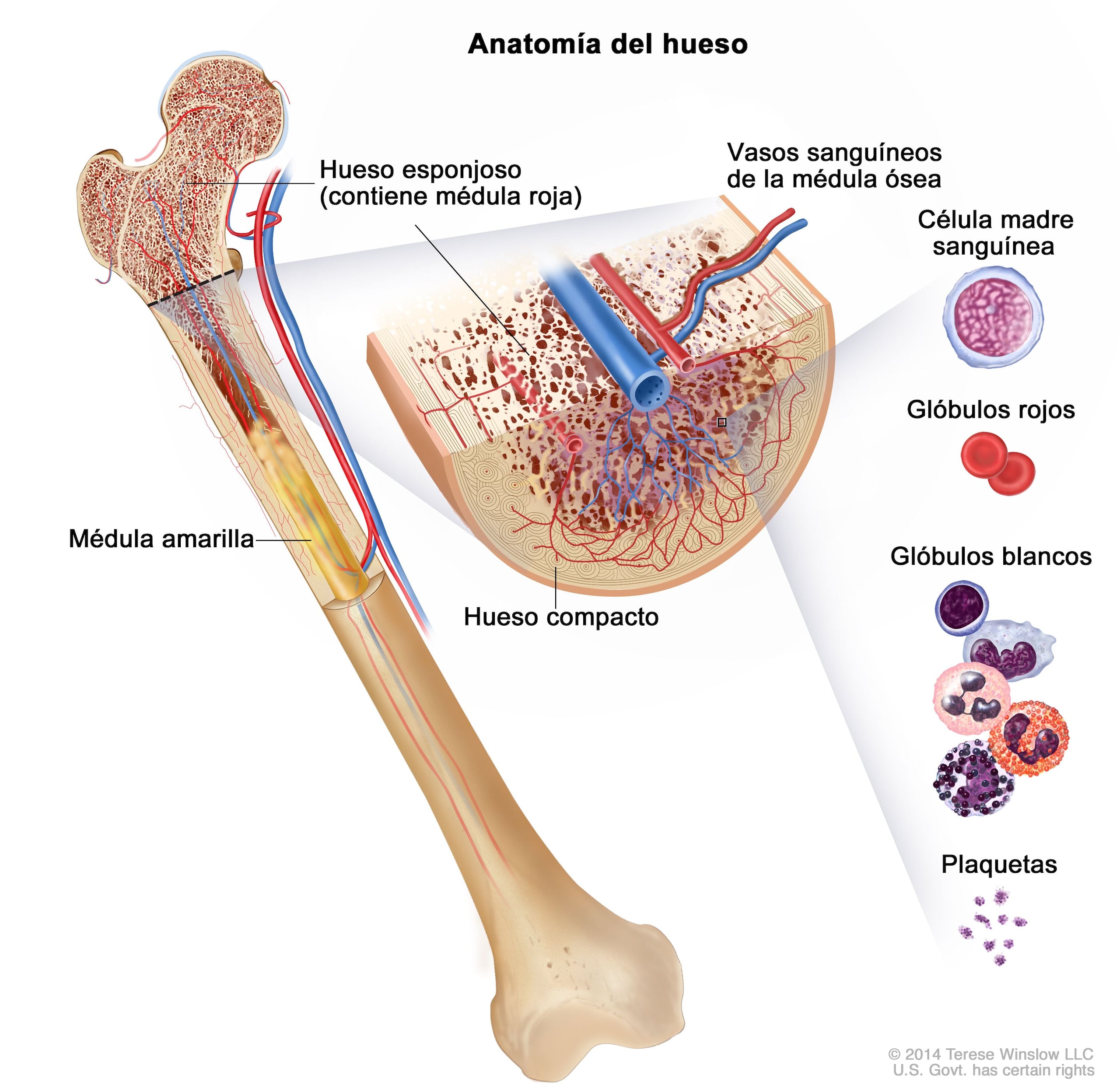 La médula ósea es el tejido blando dentro de los huesos donde se producen las células sanguíneas: glóbulos rojos, glóbulos blancos y plaquetas.