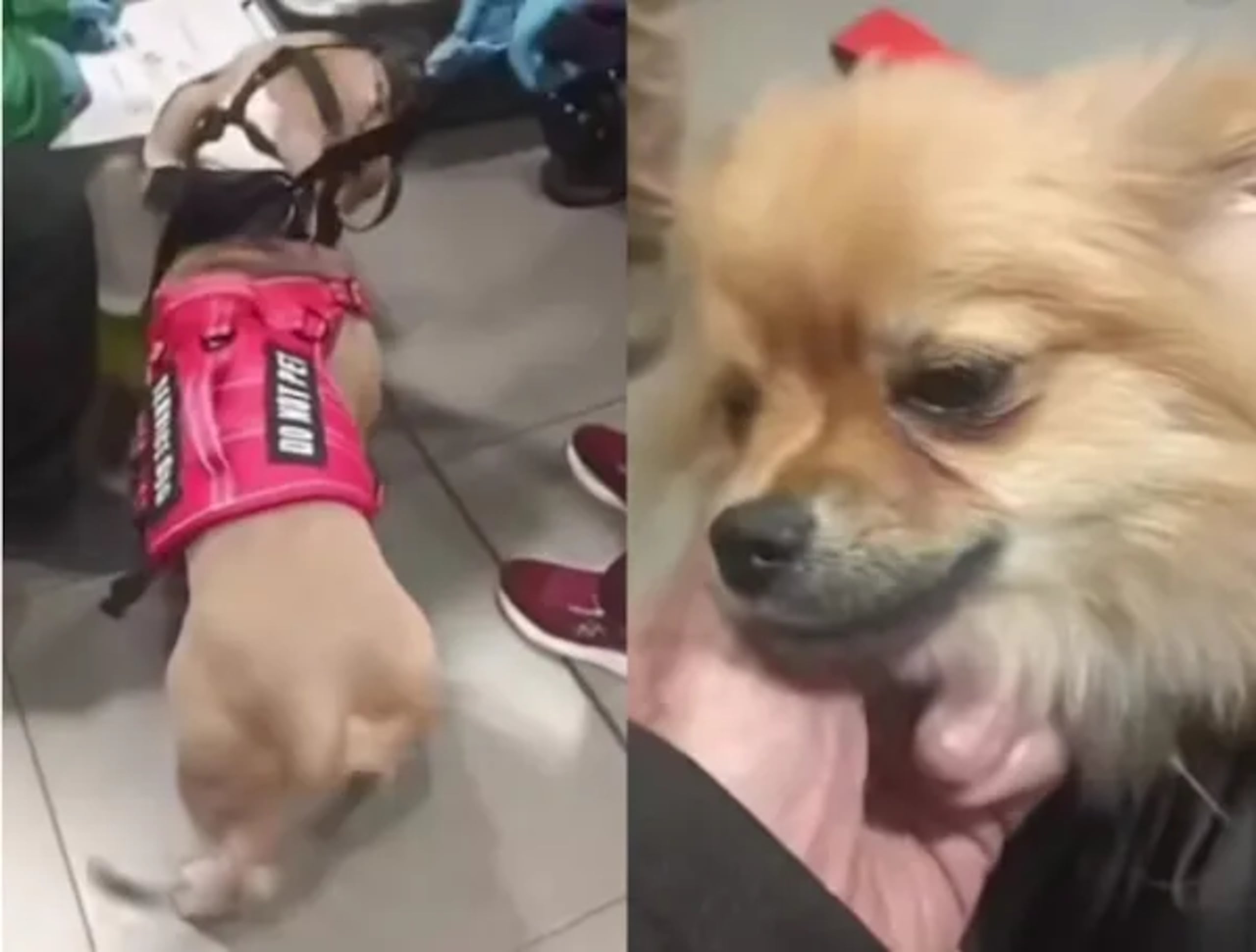 Perros abandonados en el aeropuerto colombiano, según publicó El Tiempo.