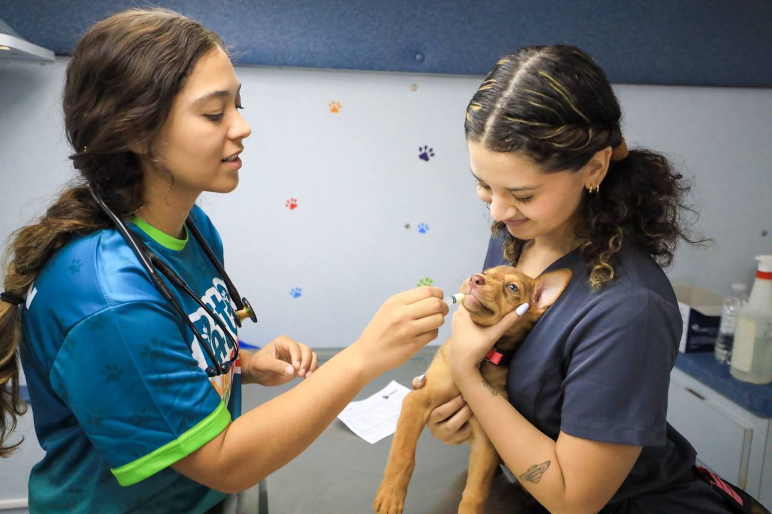 Además de vacunación, se ofrecen exámenes físicos básicos, pruebas de sangre, tratamientos preventivos, esterilización de perros y gatos, instalación de microchips, cortes de uñas y limpiezas de oídos.