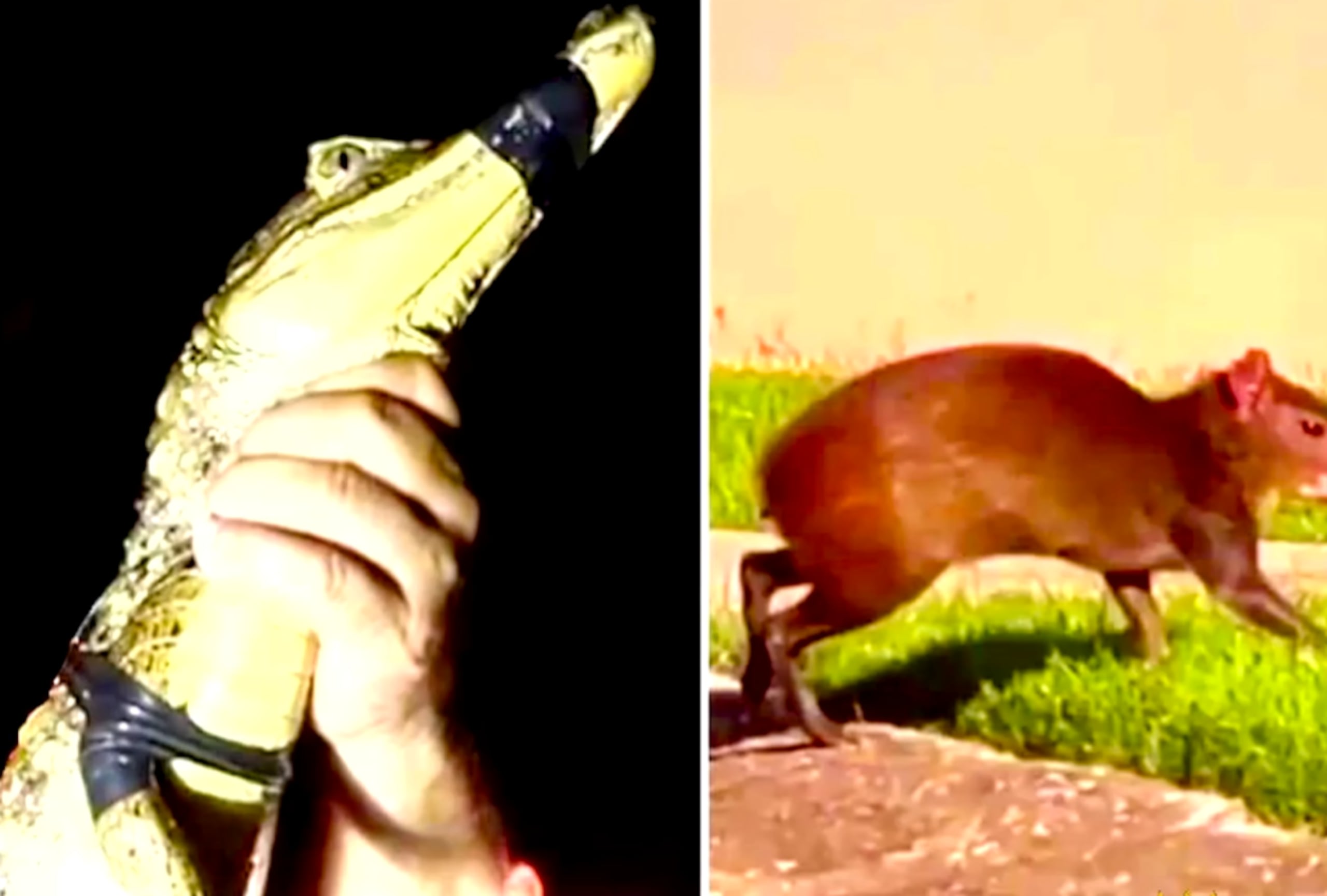 Algunos animales vendidos por Internet.
