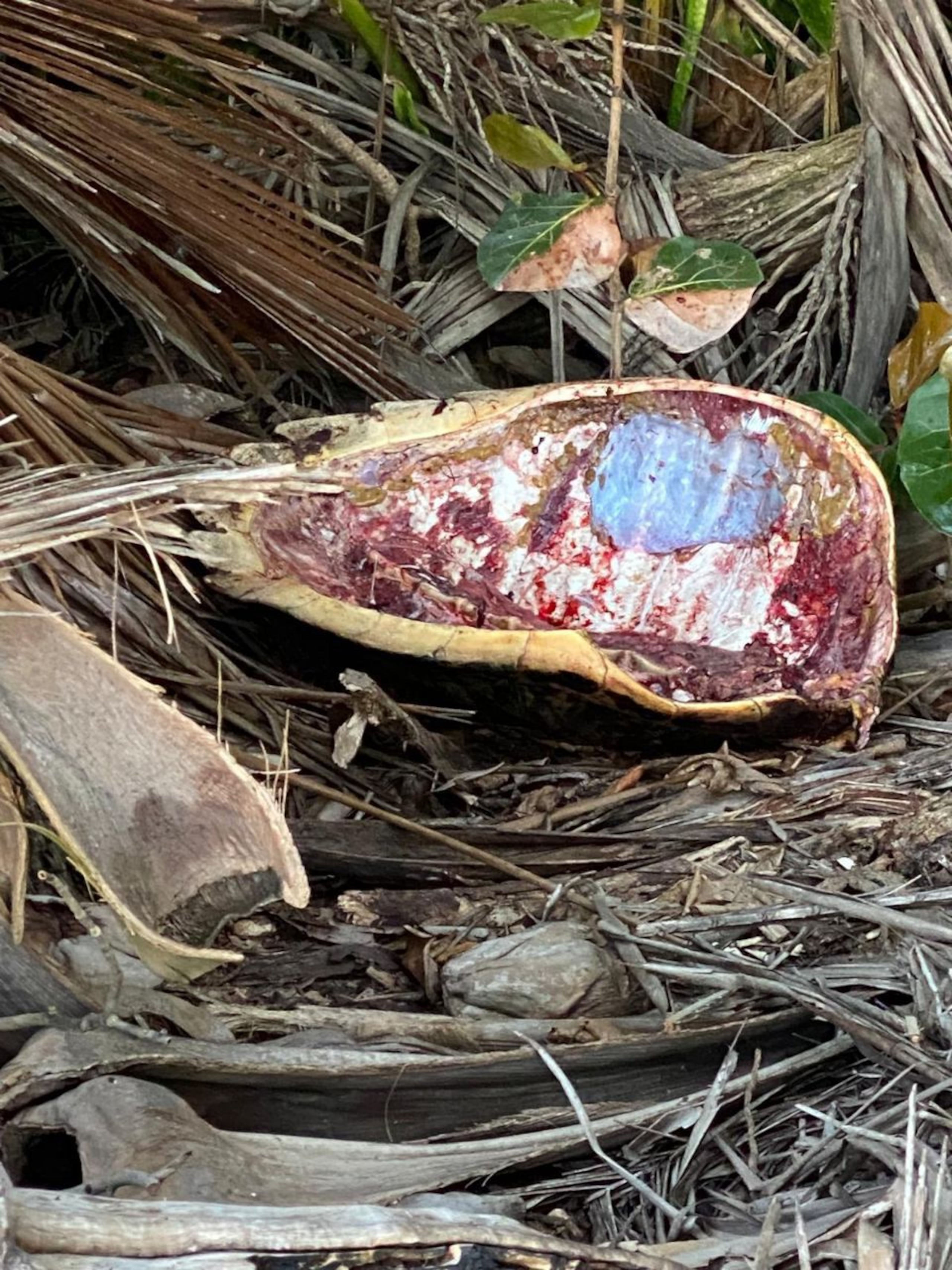 Restos del carey localizado en Guayama.