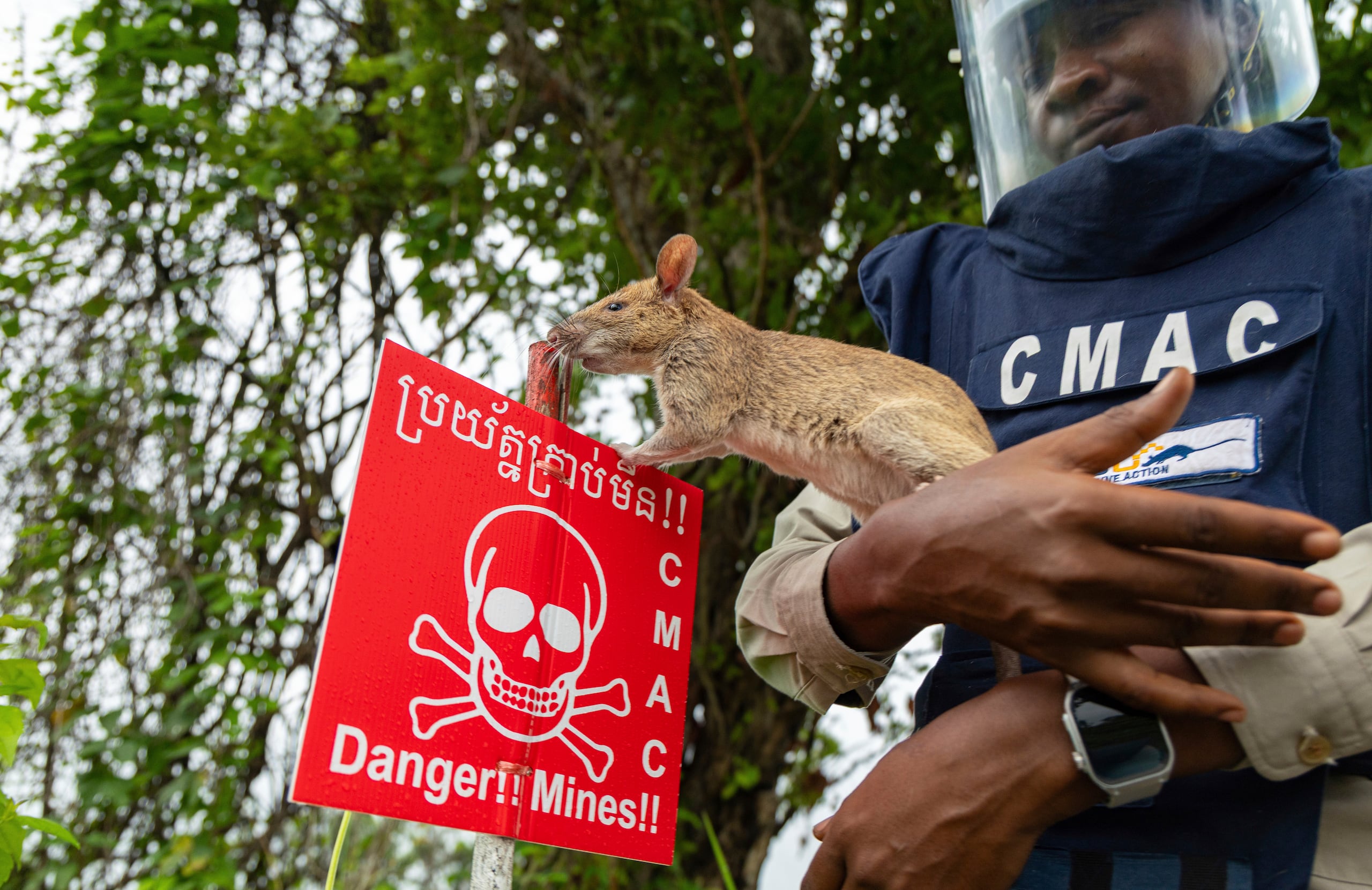 Una rata adiestrada para detectar minas de la organización humanitaria para el desminado APOPO olfatea un letrero en un campo de minas terrestres en Siem Riep, Camboya, el miércoles 11 de junio de 2025. (AP Foto/Anton L. Delgado)