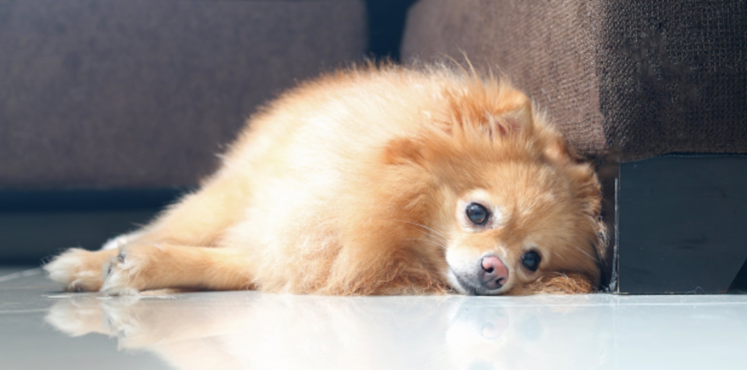 El pomerania atropellado murió. (Archivo)