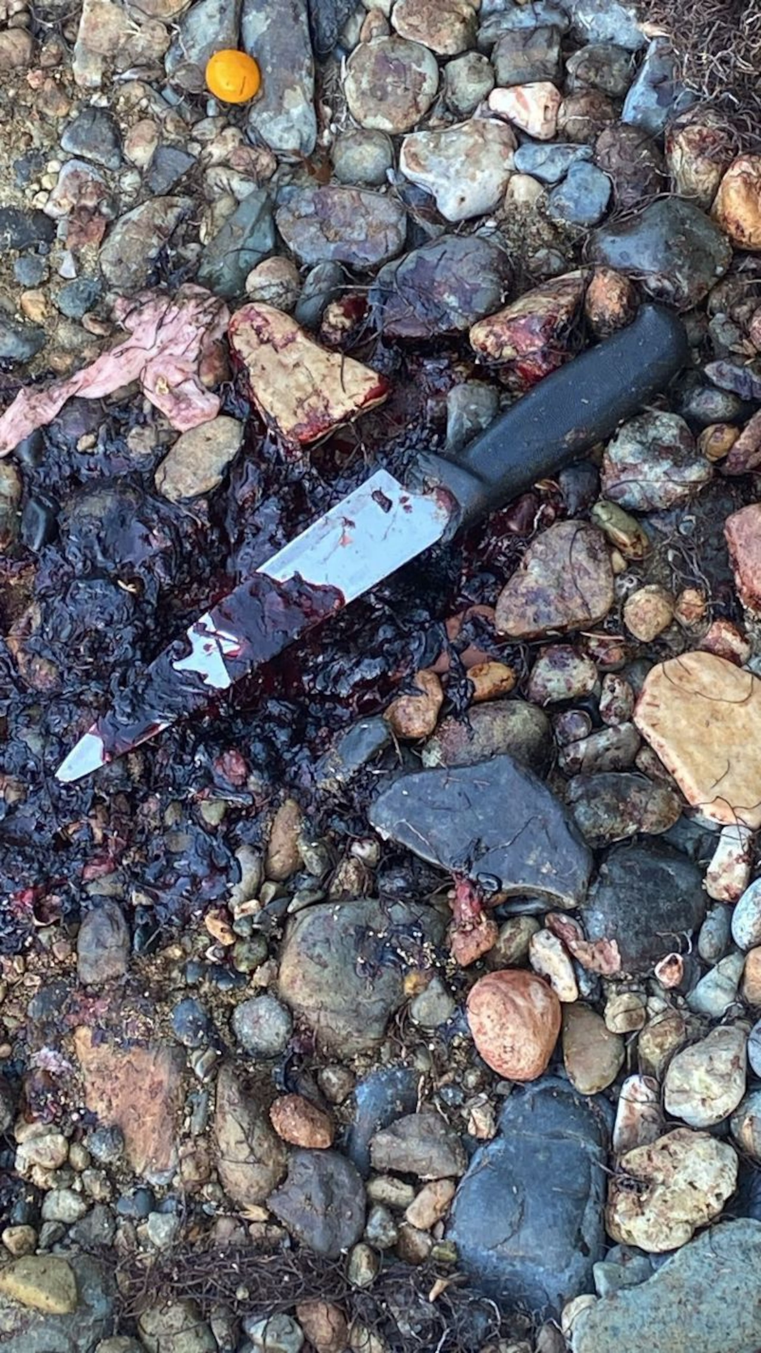Cuchillo hallado junto a los restos del carey localizado en Guayama.