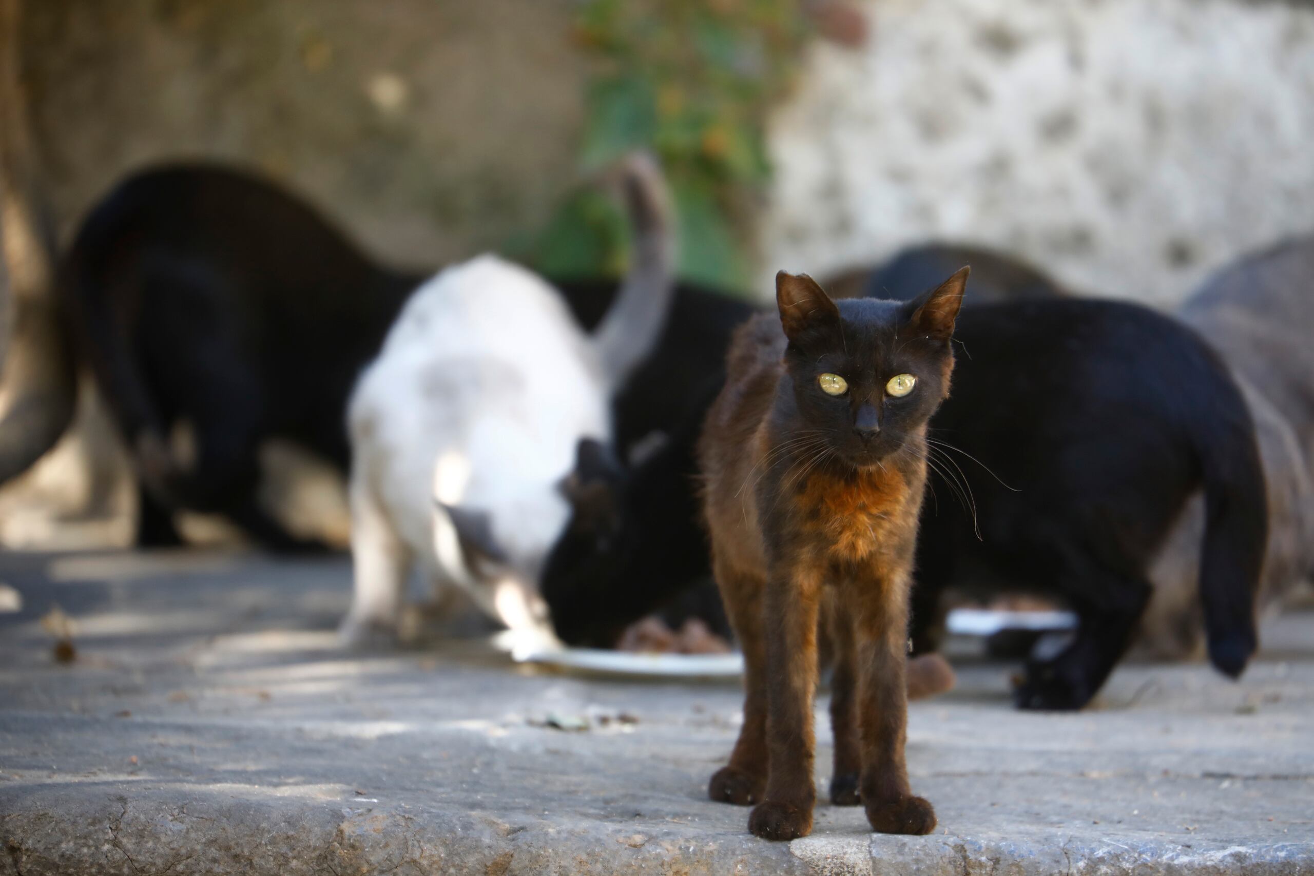 Se le realizará la necropsia a uno de los felinos para conocer las causas de la muerte y confirmar o descartar si fueron envenenados.