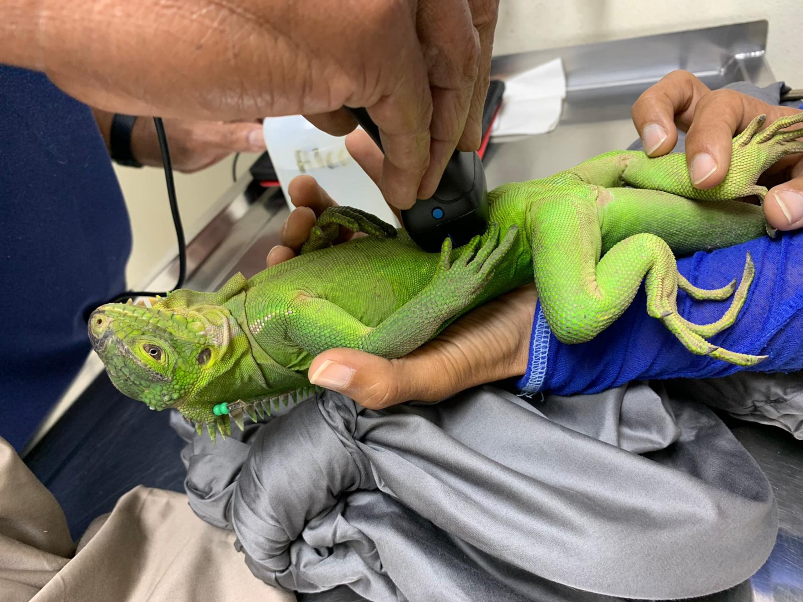 La población de iguanas en Prickly Pearl Este ha llegado a 300 y sigue creciendo, convirtiendo el islote en uno de los cinco sitios en todo el mundo donde la especie trata de recuperarse.