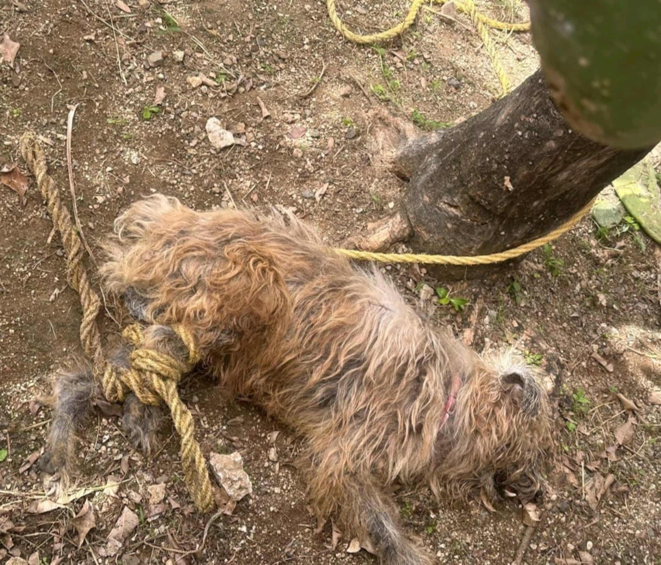 A Blacky se le diagnosticó desnutrición, infección en la piel, artritis severa en la espina dorsal, apariencia letárgica, deshidratación severa y atrofia severa.