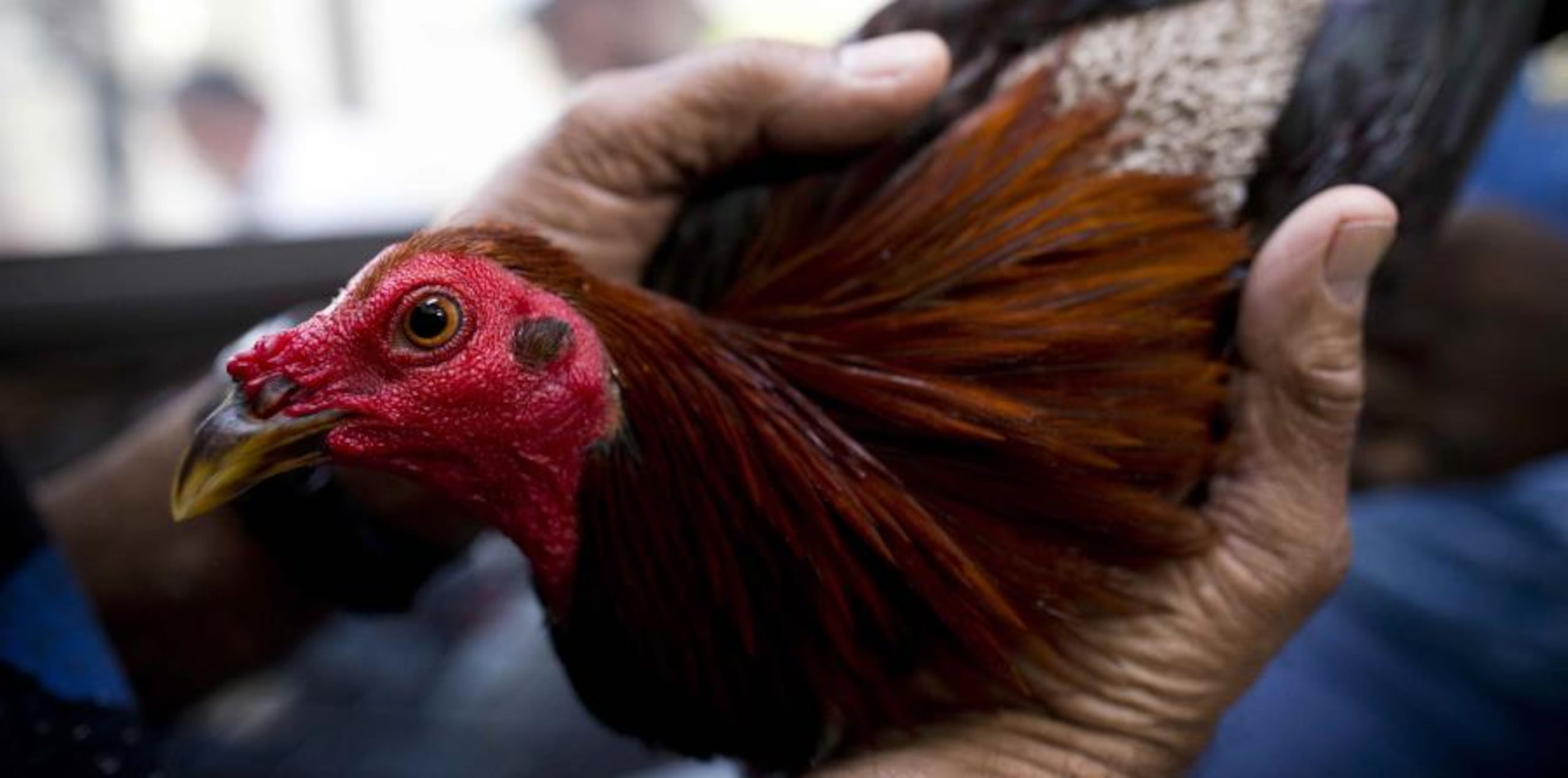 Las peleas de gallos no requieren subsidios del gobierno. (GFR Media)