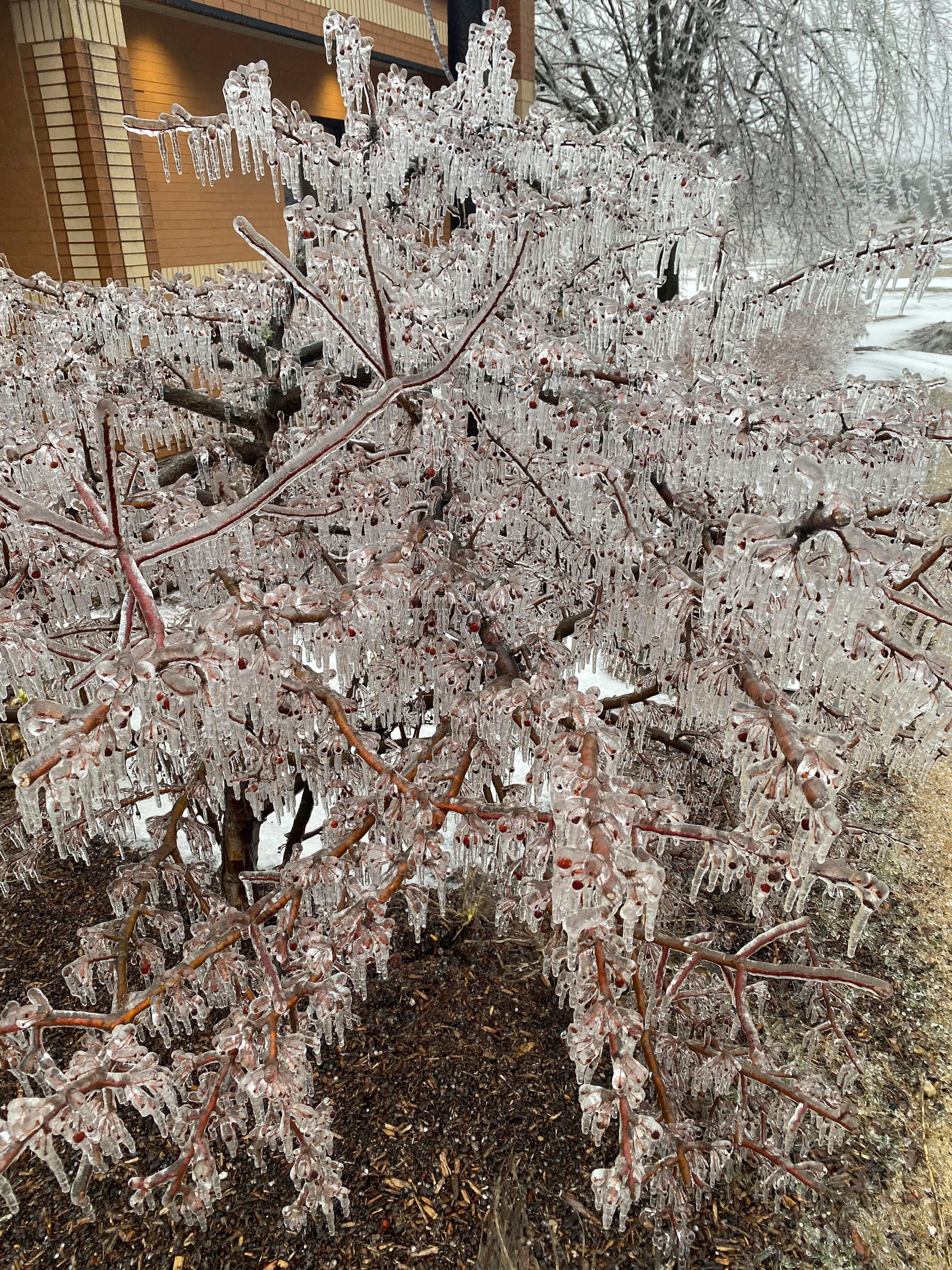 El hielo pesa sobre un arbusto tras una lluvia helada en Gaylord, Michigan.