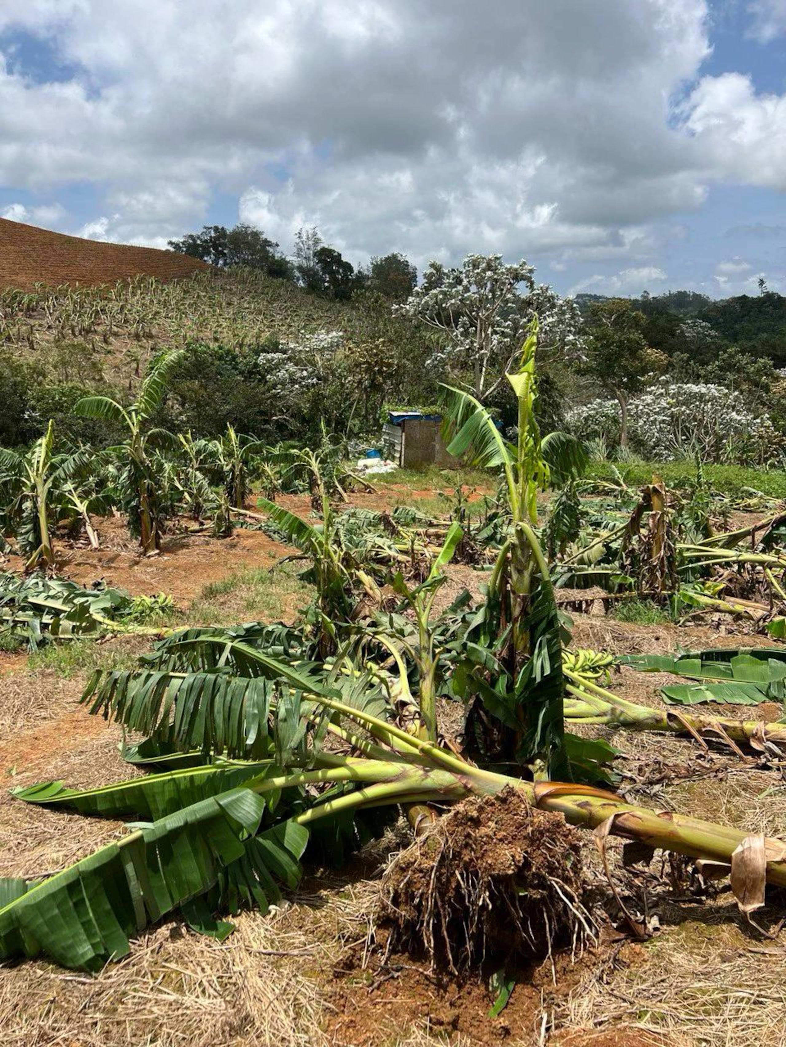 "Lo que hemos visto es que se repite el daño a la cosecha de plátanos. Es el sector más afectado", lamentó el secretario de Agricultura, Ramón González Beiró.