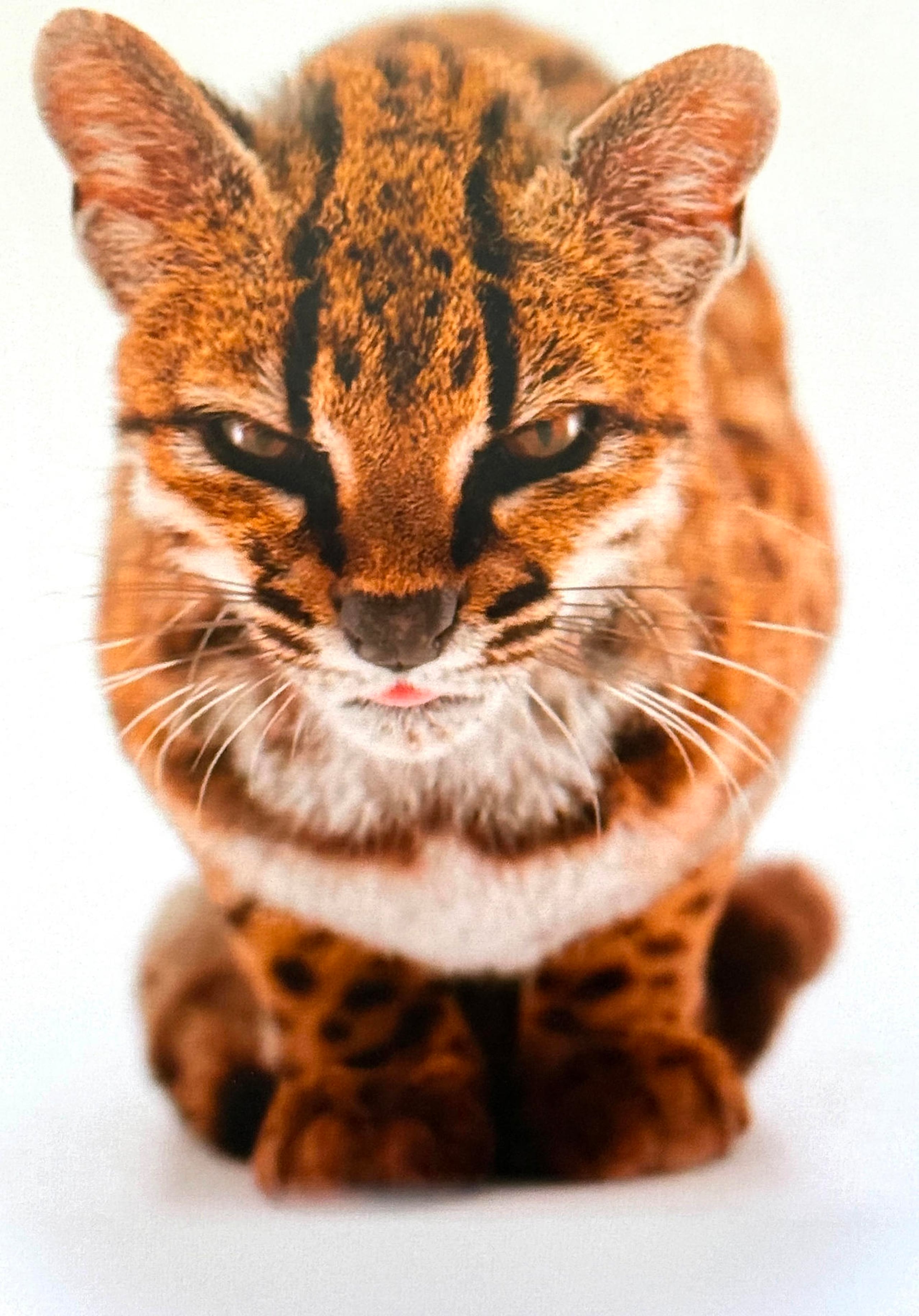 Captura de pantalla tomada de la cuenta oficial en X de National Geographic @NatGeo que muestra una nueva especie de felino silvestre.