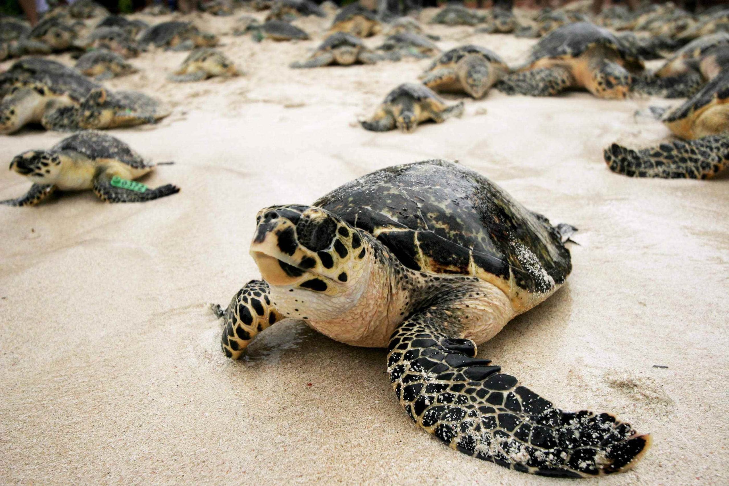 La liberación de la tortuga marina ocurrió el pasado jueves. en una playa en Mayagüez. (GFR Media)