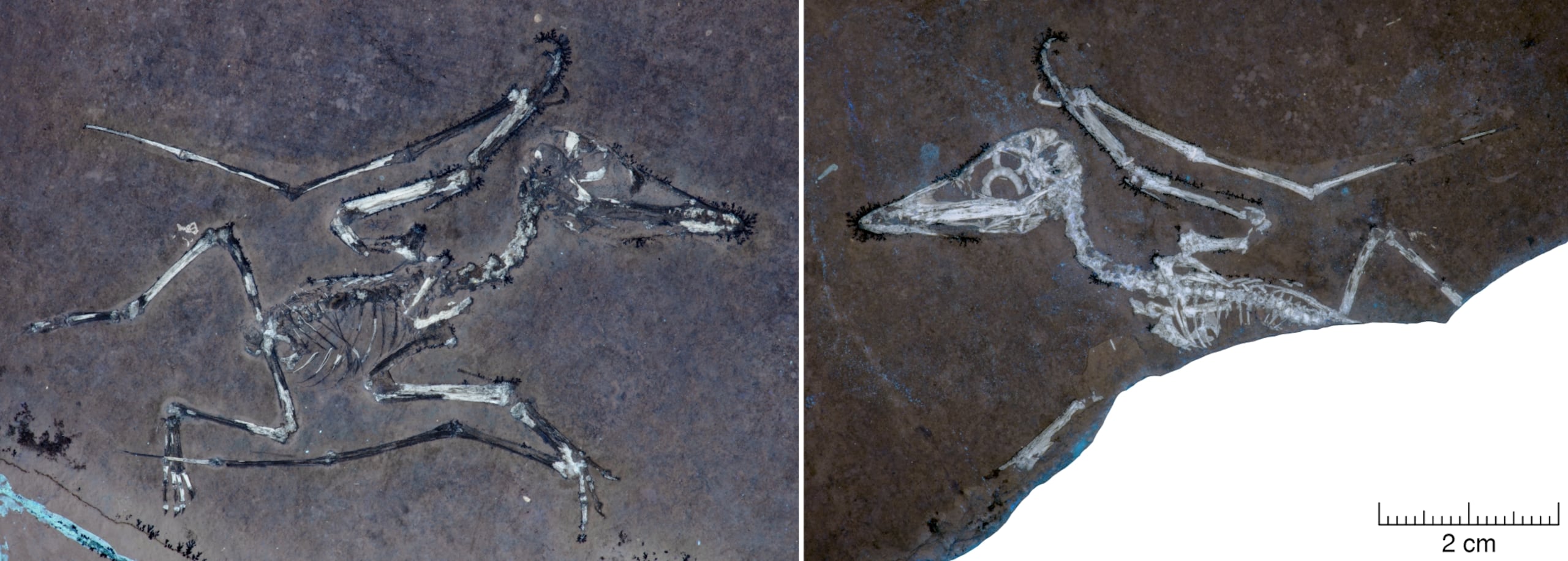 El pterodáctilo recién nacido, apodado Lucky, iluminado con luz ultravioleta. Tanto la parte como su contraparte muestran los delicados huesos de este diminuto pterosaurio, capturando una ala fracturada con extraordinario detalle. Fotografía facilitada por la Universidad de Leicester. (EFE)