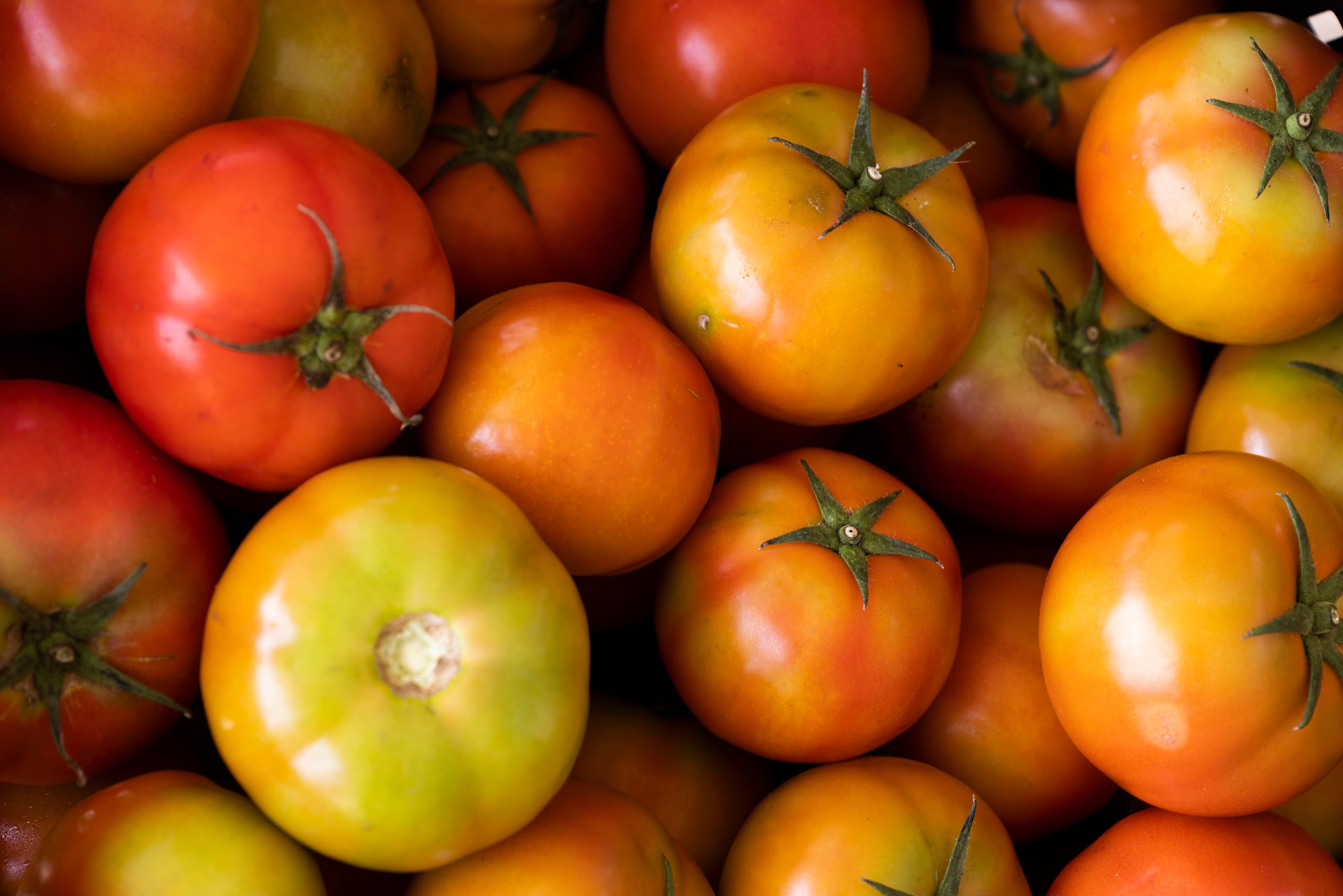 Los tomates están entre los alimentos recomendados.
FOTO POR: josian.bruno@gfrmedia.com
Josian Bruno / GFR Media