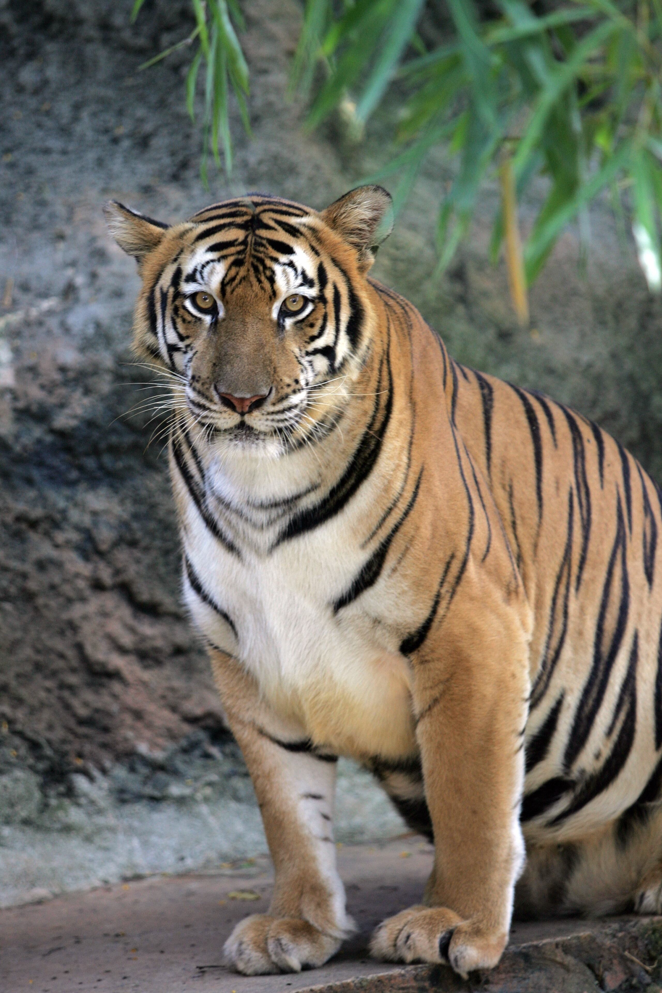 Uno de los animales muertos que se llevaron fue un tigre (foto de archivo) al que hubo que sacrificar con el consentimiento de los propietarios para acabar con su sufrimiento.