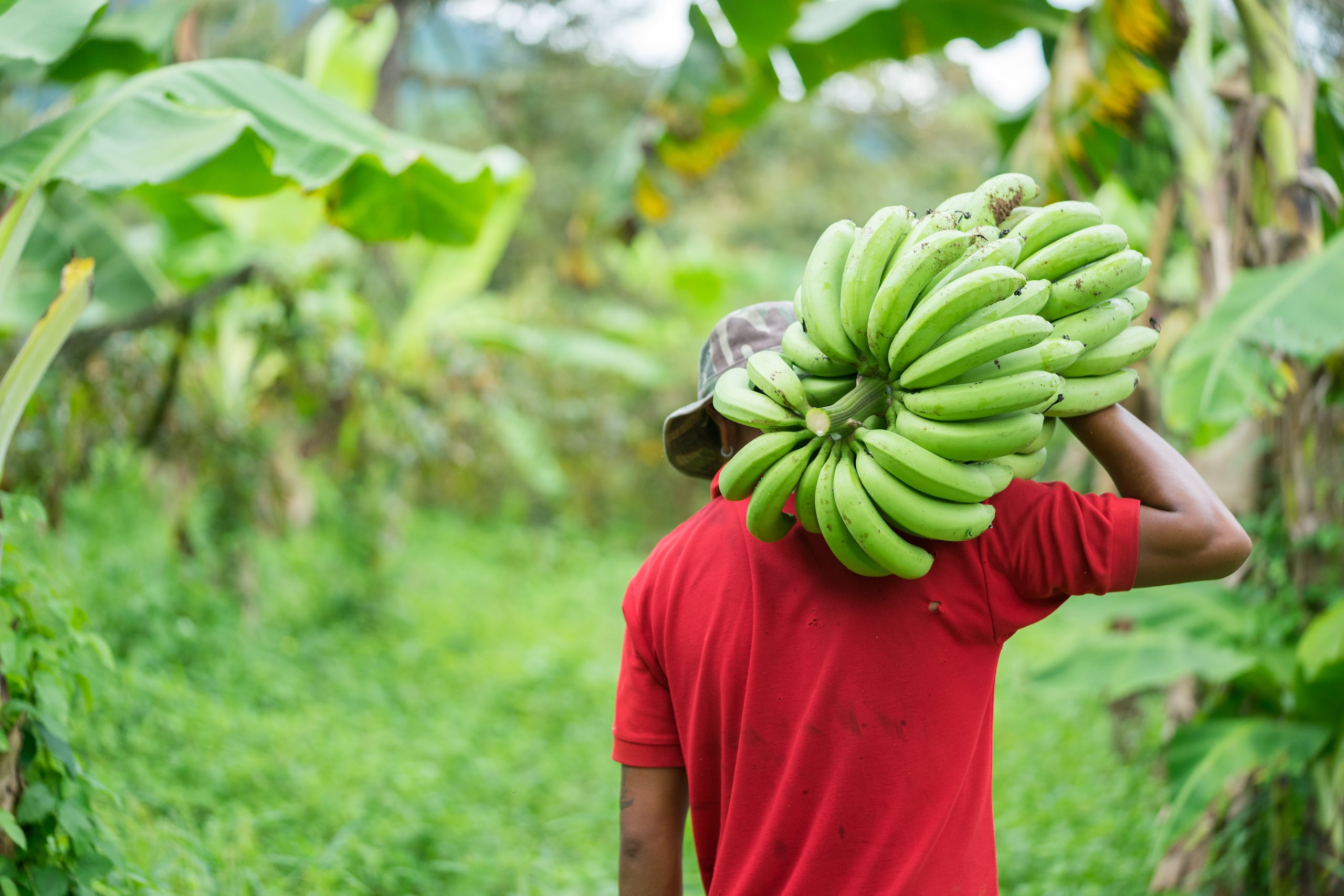 Los servicios para los trabajadores de la tierra y sus familias son gratuitos.