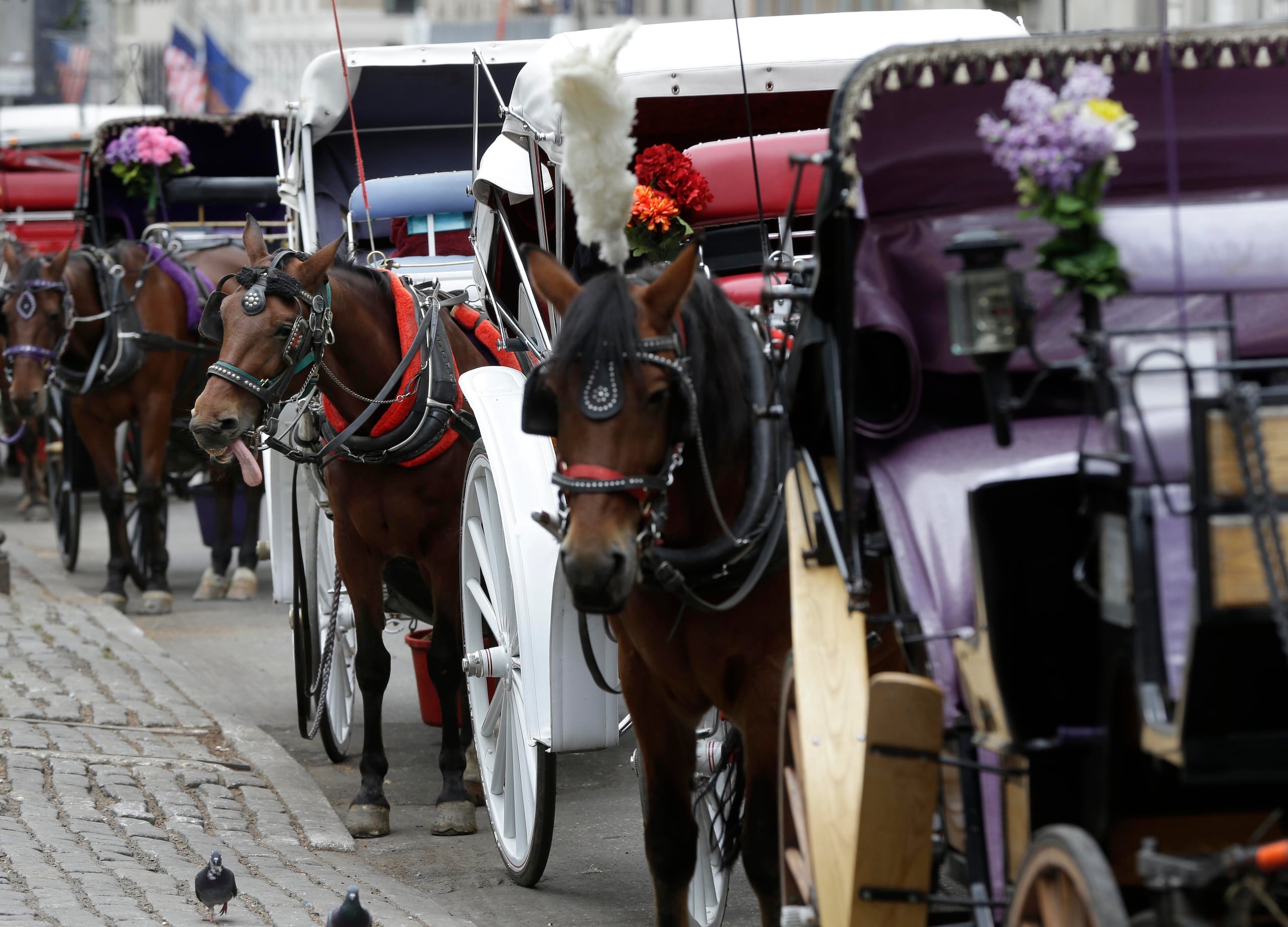 El incidente del miércoles se suma a varios problemas recientes relacionados con caballos en el parque, incluyendo el fatal desplome de un caballo la semana pasada.
