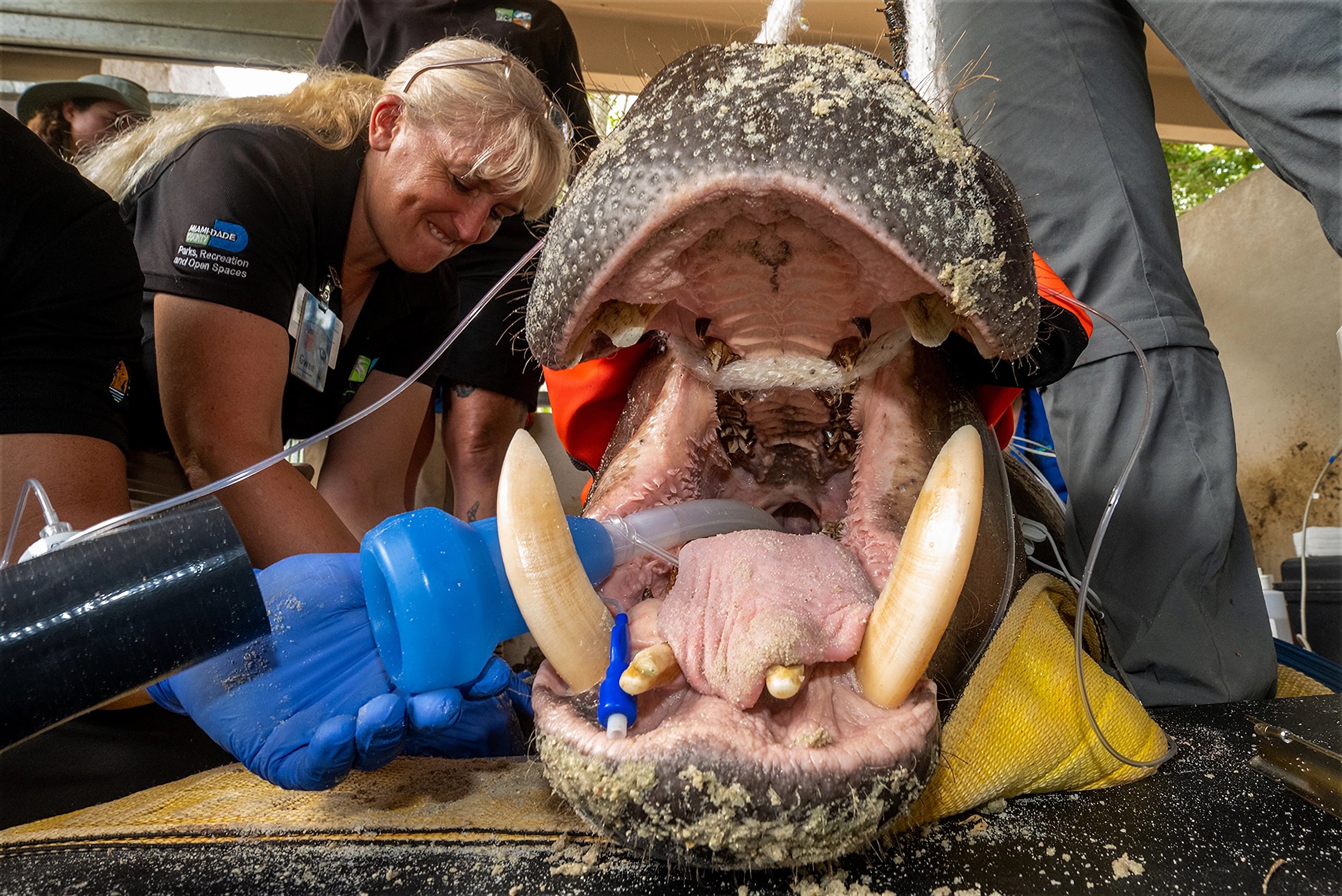 Fotografía cedida por el zoológico de Miami donde aparece parte de su personal mientras entuban al hipopótamo pigmeo Aubergine durante un examen médico realizado el miércoles 17 de julio en las instalaciones del zoo en Miami, Florida. (EFE/Ron Magill/Zoo Miami /SOLO USO EDITORIAL /NO VENTAS /SOLO DISPONIBLE PARA ILUSTRAR LA NOTICIA QUE ACOMPAÑA /CRÉDITO OBLIGATORIO)