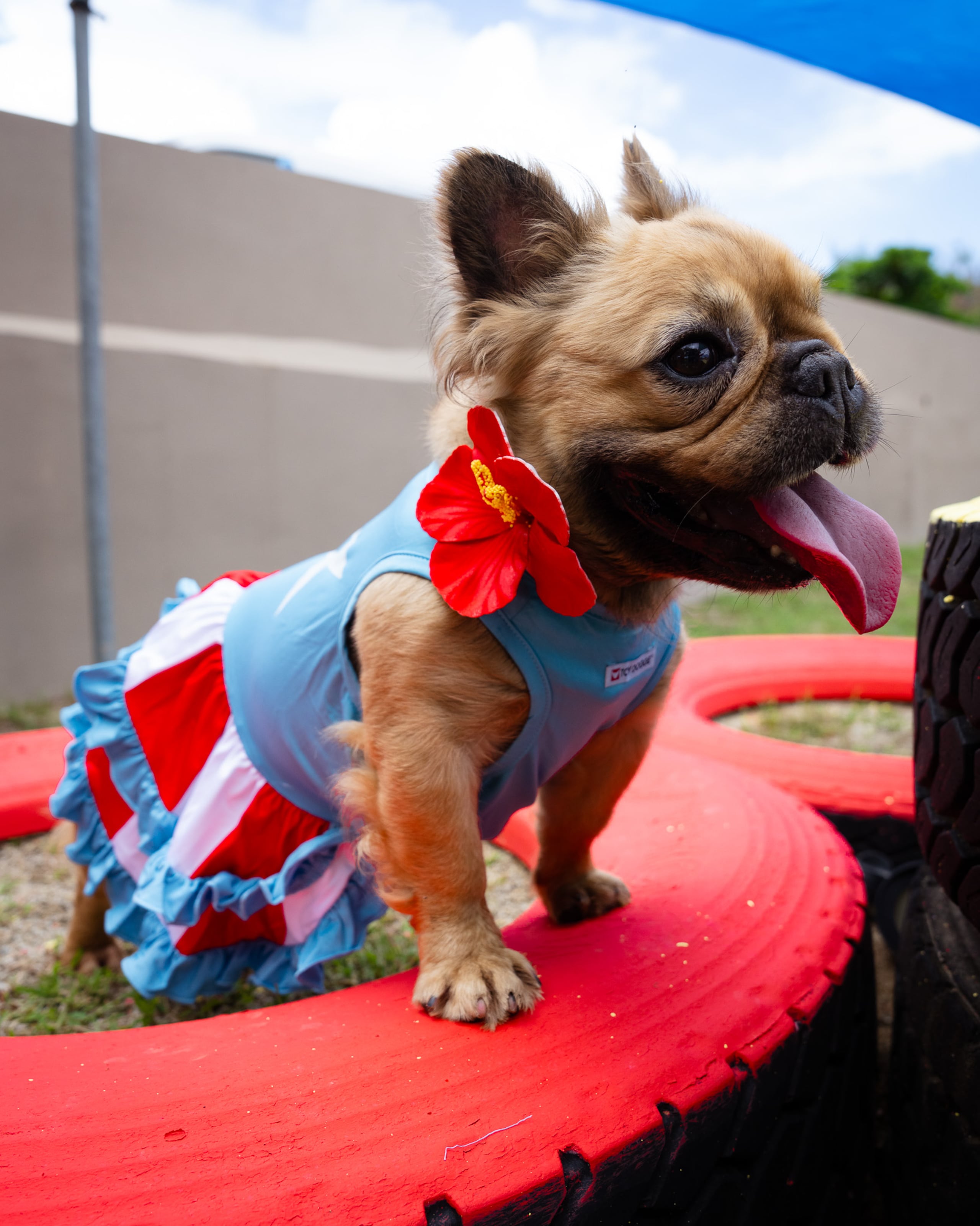 Uno de los protagonistas de la campaña luce un diseño exclusivo de Toy Doggie, confeccionado para resaltar la personalidad de los rescatados y fomentar una segunda oportunidad en un hogar amoroso.