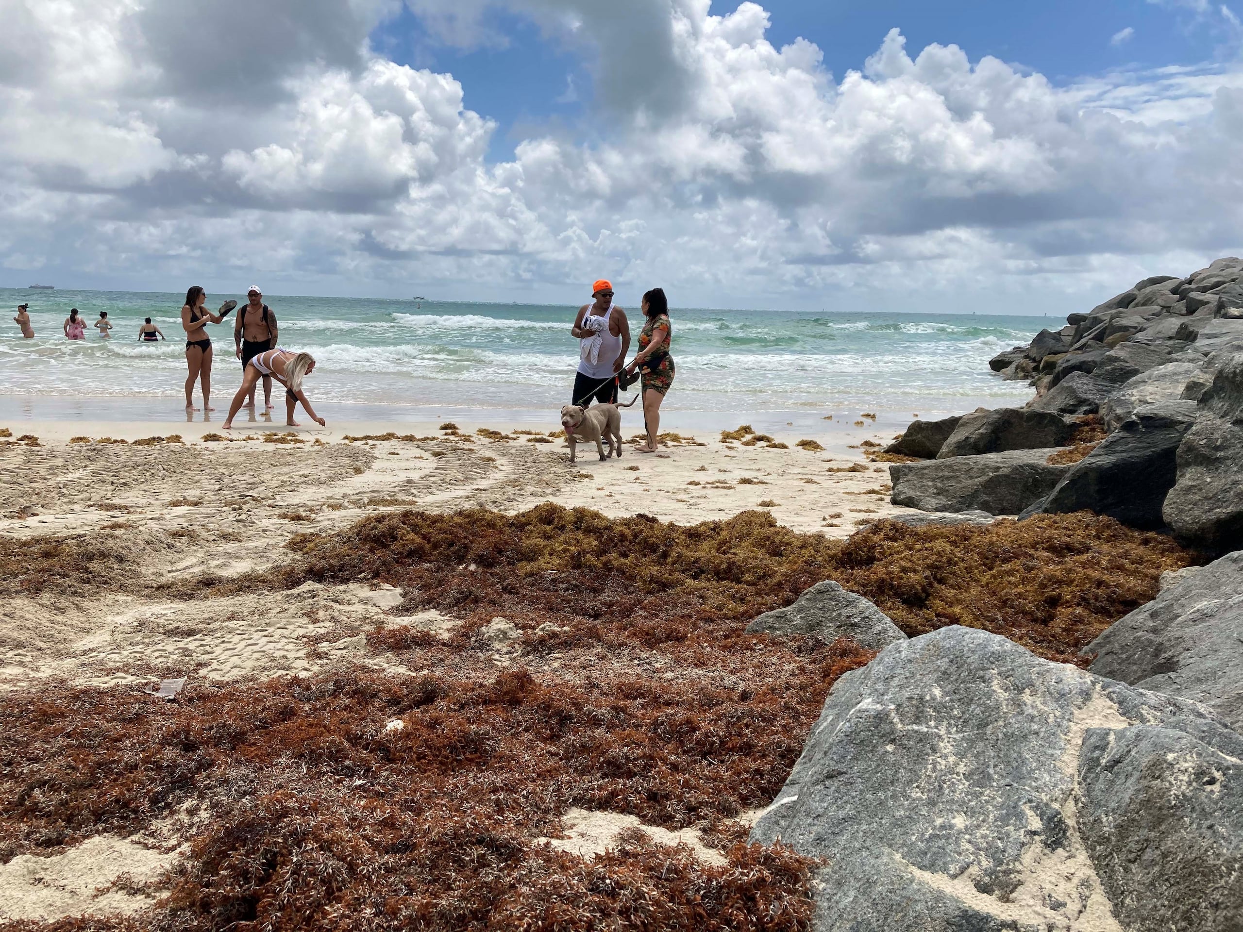 Con millones de toneladas de sargazo flotando este verano en el Atlántico tropical y llegando a las costas de Florida y el Caribe -donde libera gases tóxicos-, la investigación llega en un momento crucial.