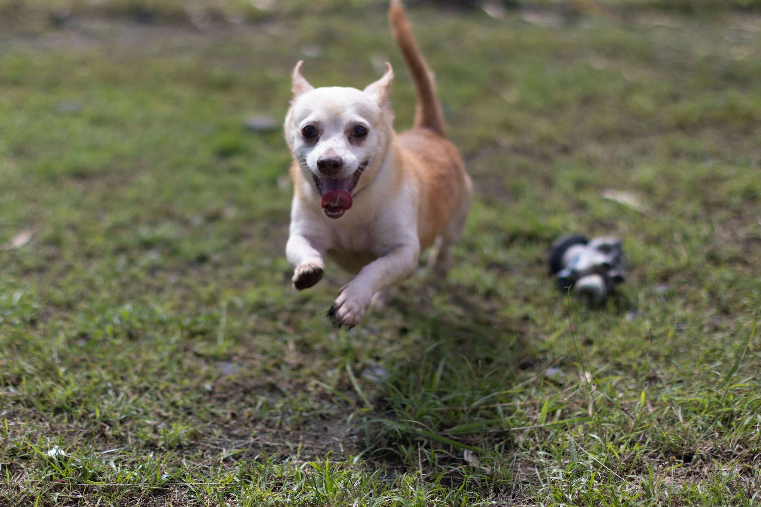 Cartier, un perrito rescatado, se ha convertido en embajador y mascota del centro de animales de Bayamón.  
Foto por:  
Xavier Araújo | GFR Media
xavier.araujo@gfrmedia.com
Araujo