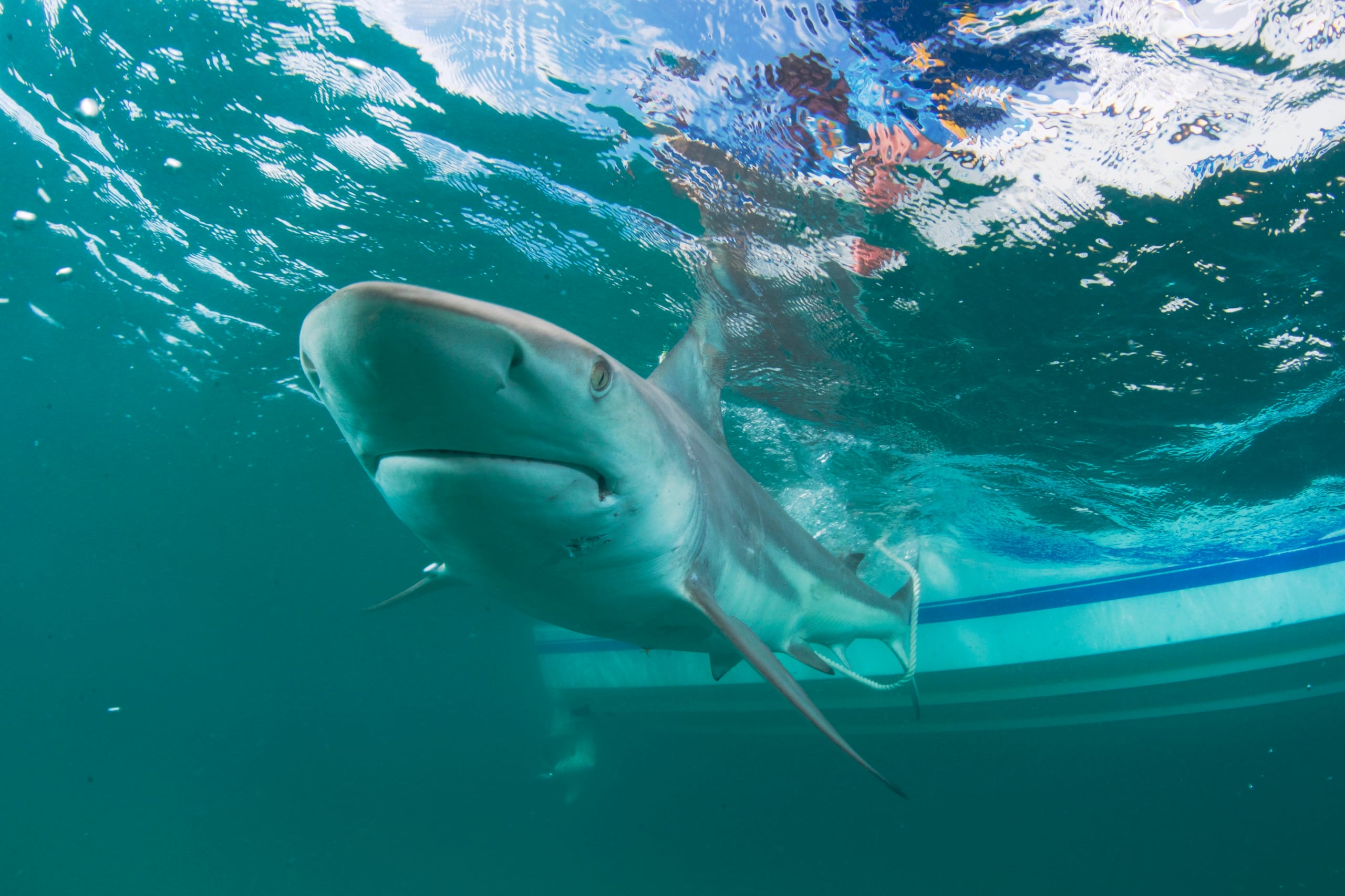 Se utilizaron banderas rojas y moradas para advertir a los bañistas de los peligros.