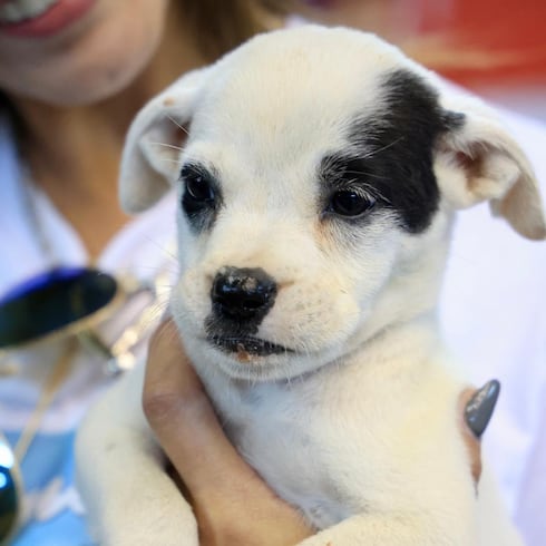 Fotos: Así transcurrió la masiva feria de esterilización en Ponce