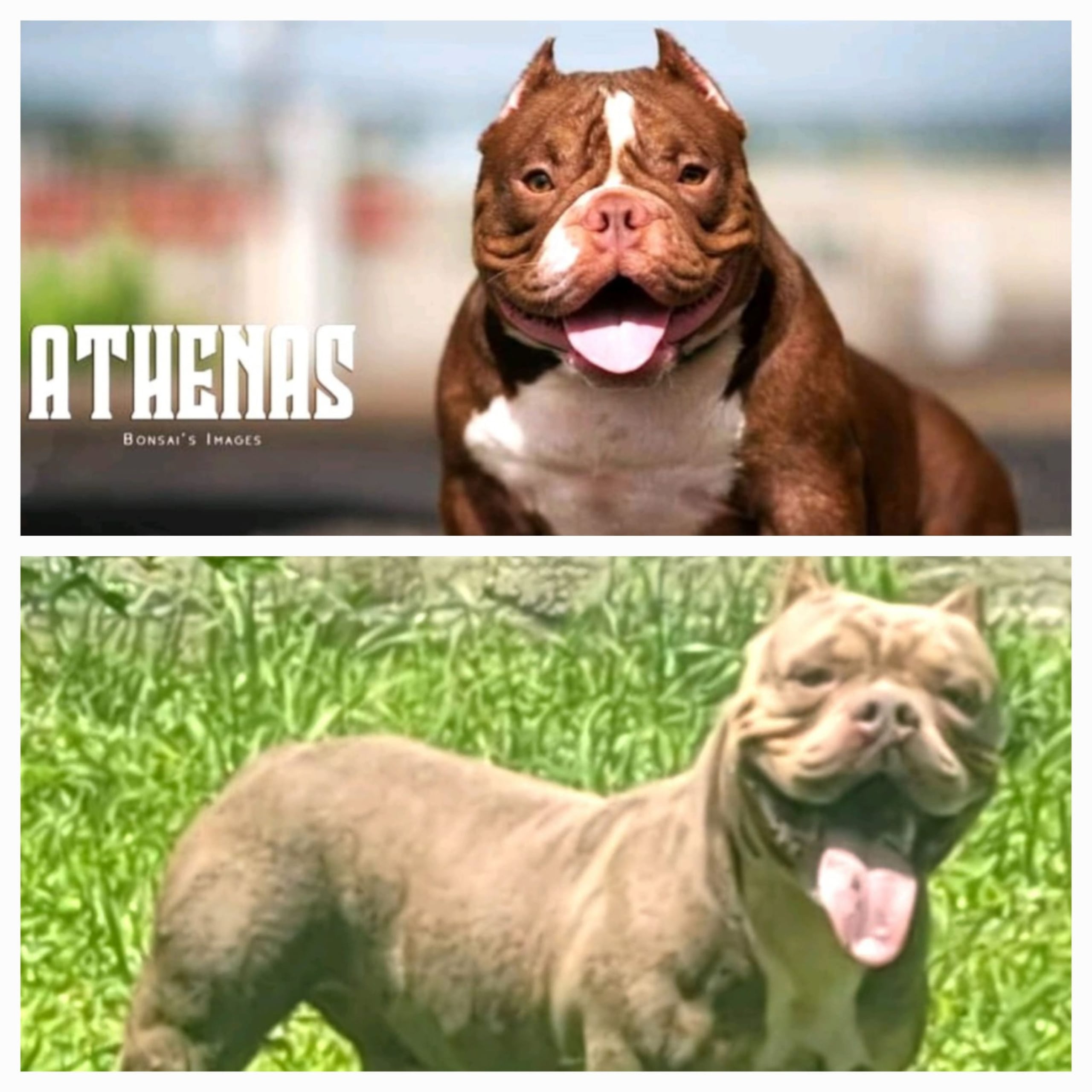 Athenas y Zeus fueron robados de una residencia en la urbanización Verde Mar, en Humacao. Si los ha visto, llame al (787) 343-2020.