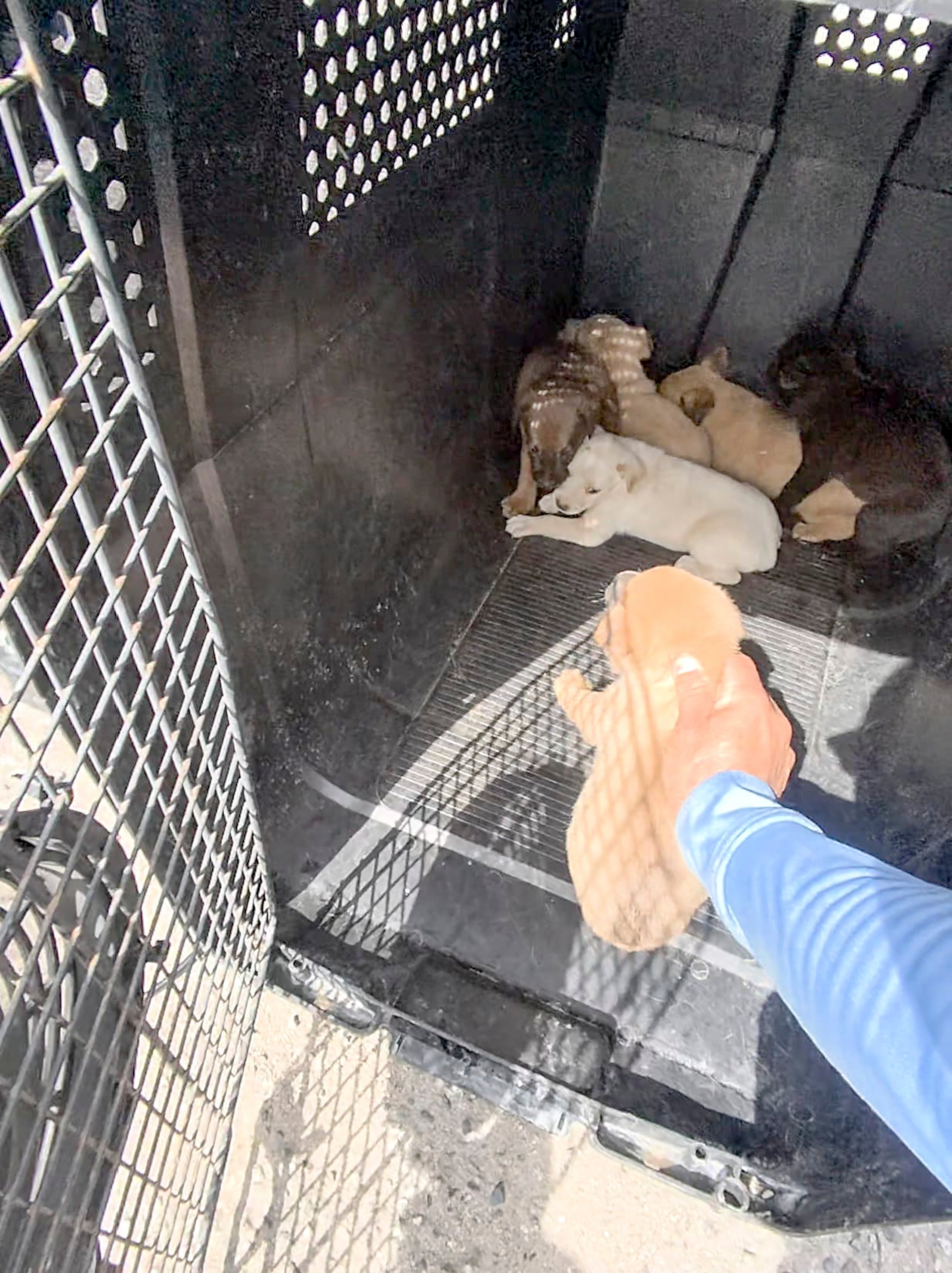 Siete perritos y su madre fueron rescatados debajo de un vagón en el estacionamiento de la División de Patrullas de Carreteras de Arecibo.