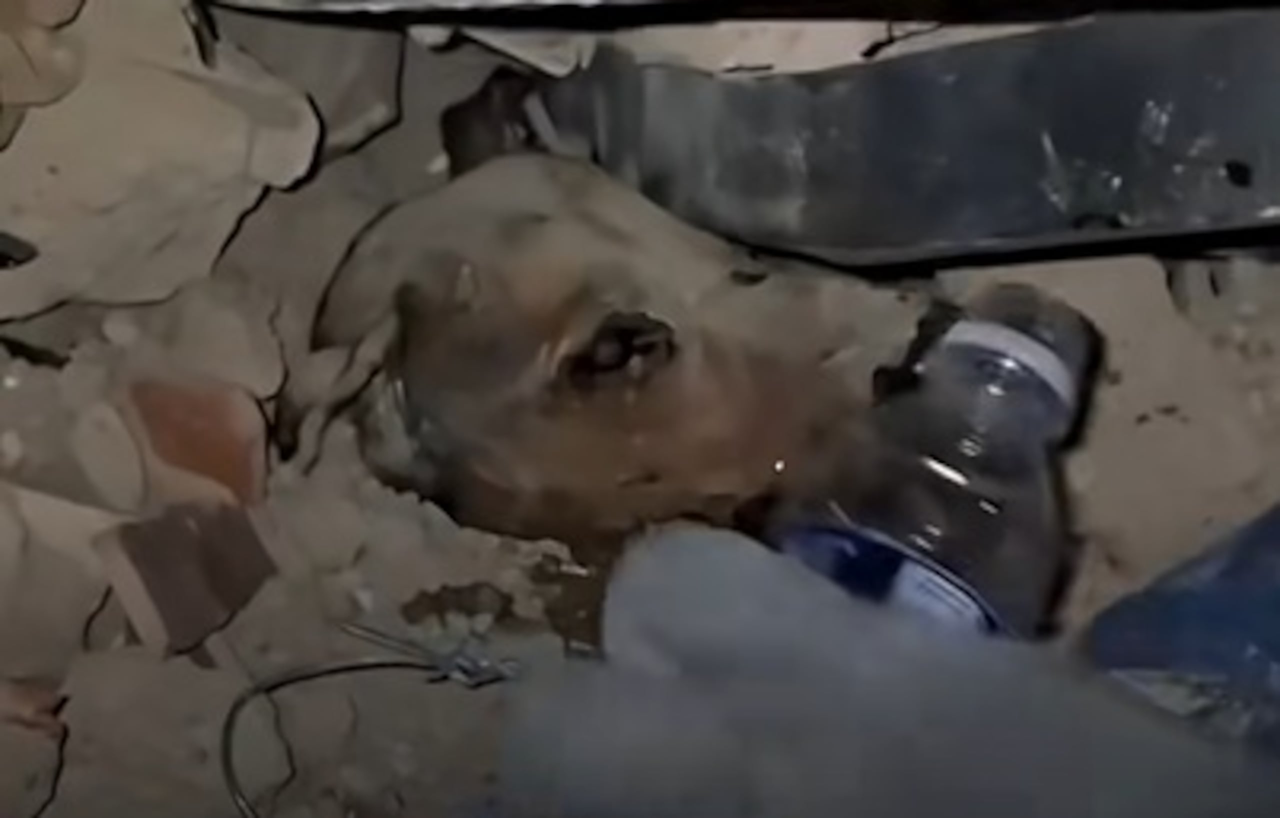 Captura del momento en que le dan agua a un perro atrapado entre los escombros.