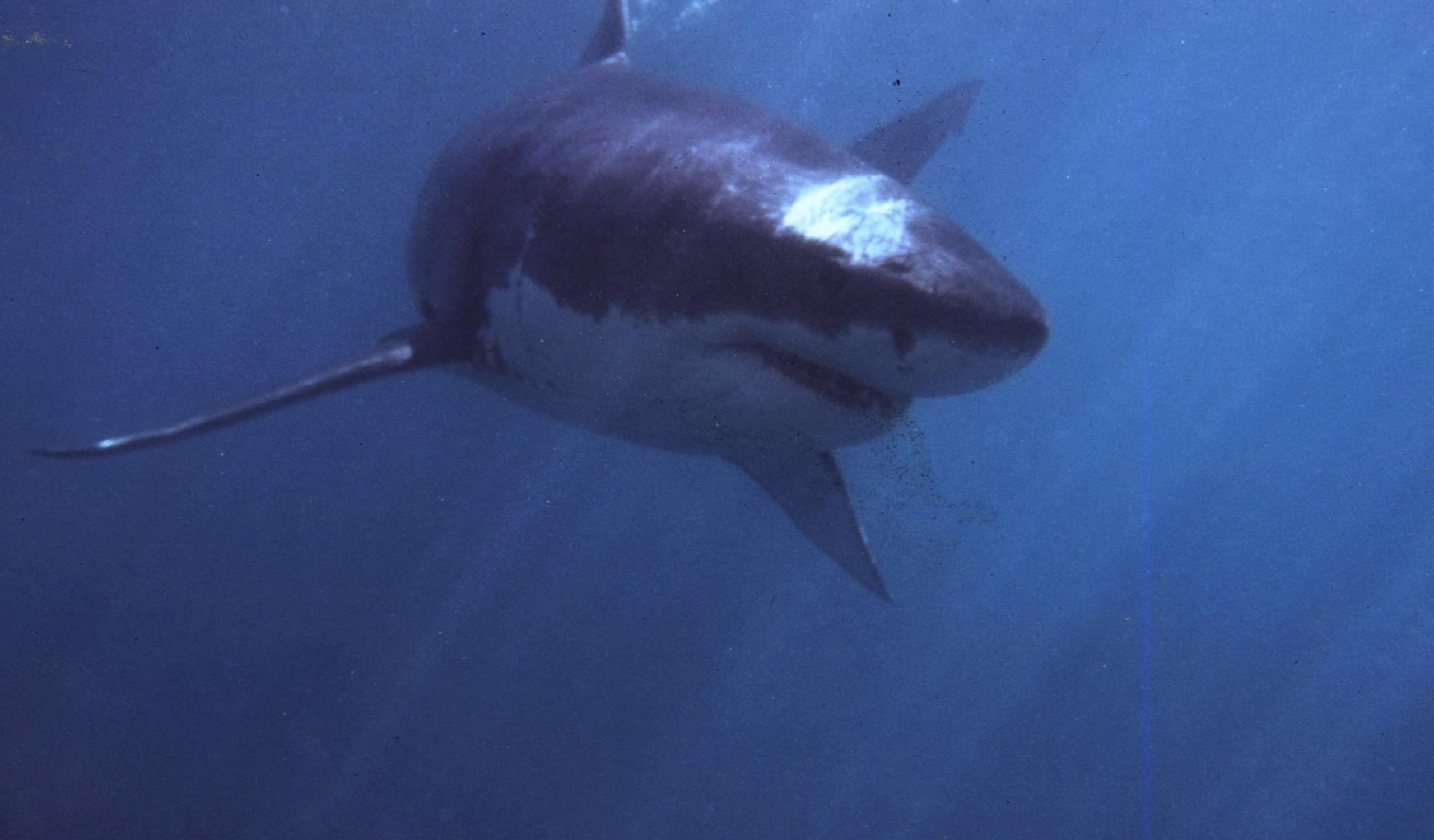 Los tiburones blancos duermen en las proximidades de la costa y cerca del fondo en horas nocturnas con la boca abierta. (Archivo)