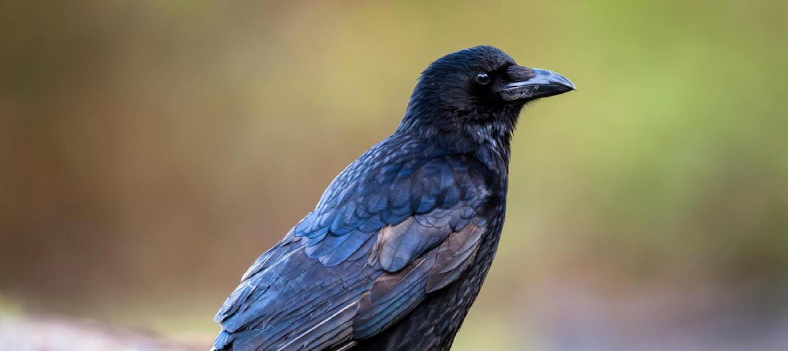 Otros primates no humanos no fueron capaces de realizar la misma tarea con éxito como las aves.