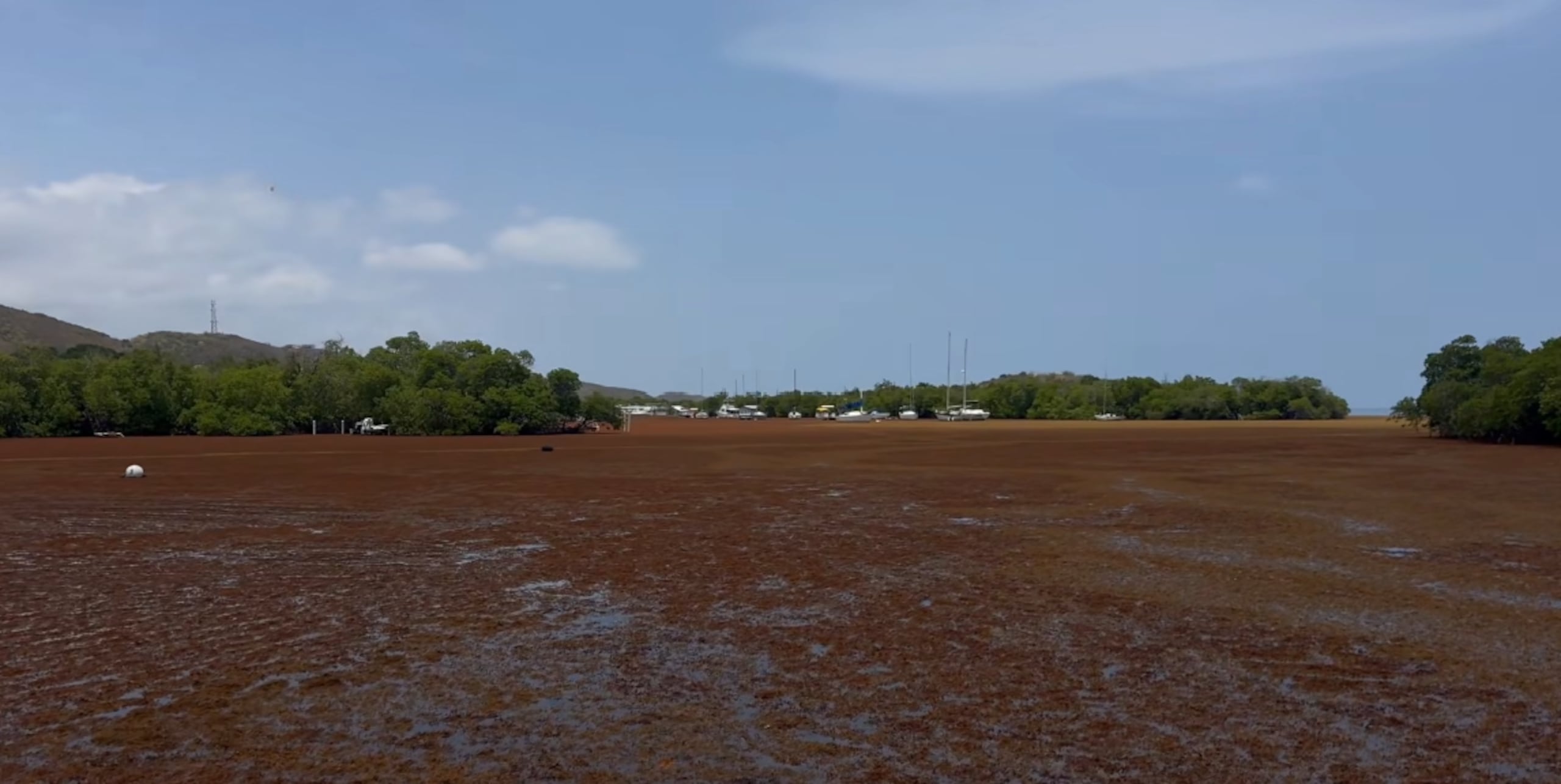 La situación es tal que el Departamento de Recursos Naturales y Ambientales (DRNA) activó el protocolo para remover el sargazo de la zona.
