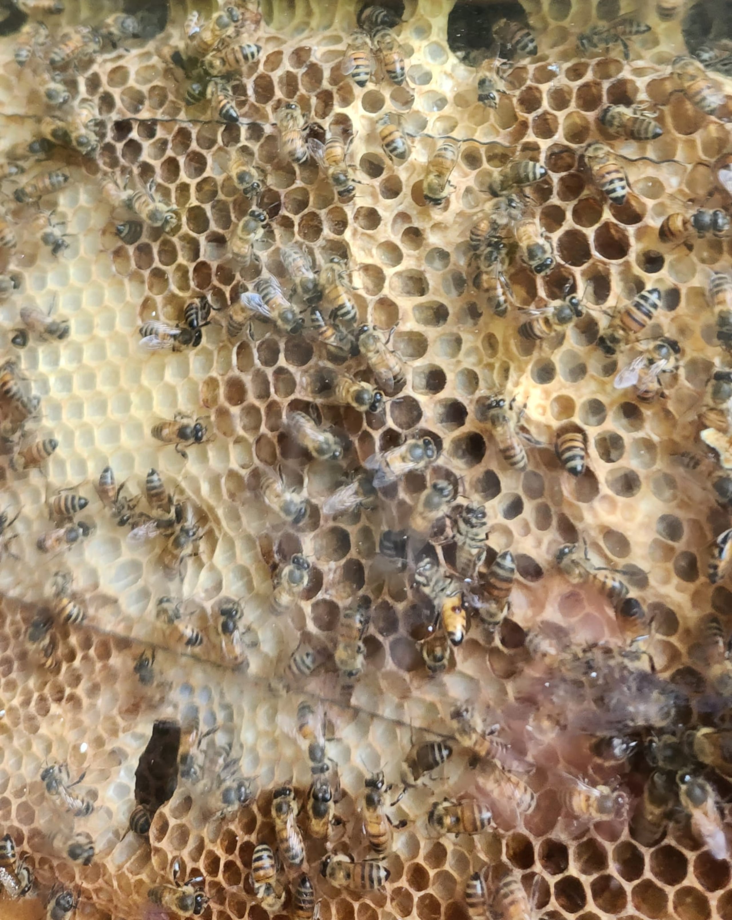 Panal de abejas en la Escuela de Apicultura del Este